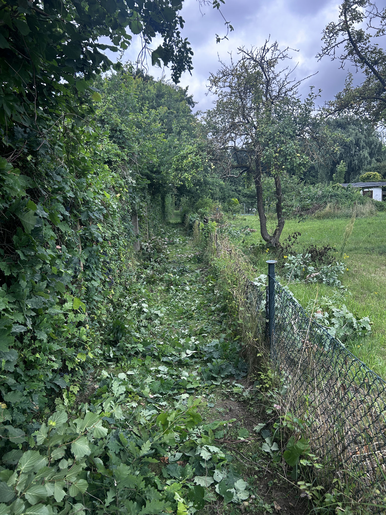 im Weg 1 wurde heute die Hecke frisiert