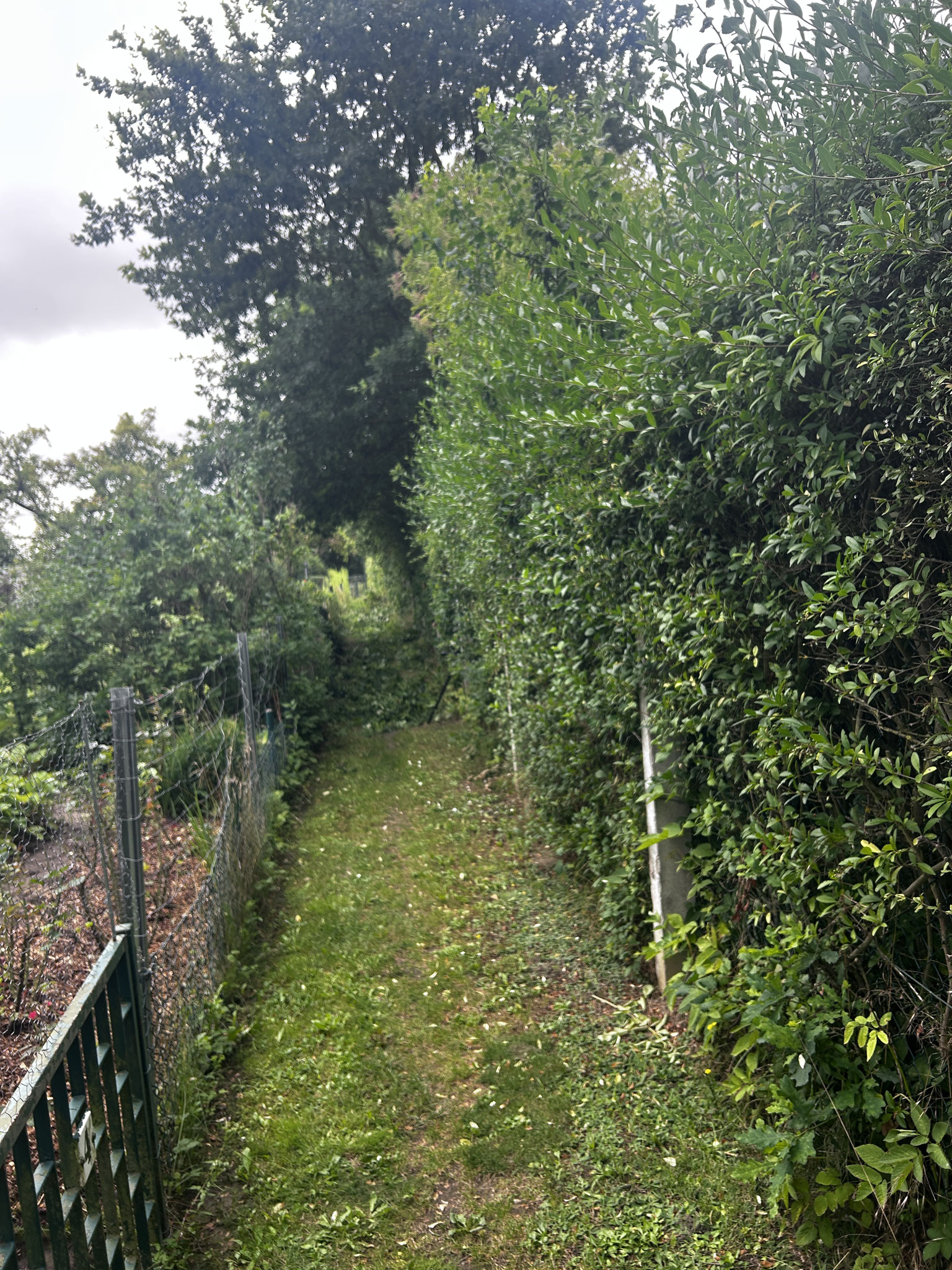 Heckenpflege im Weg 1