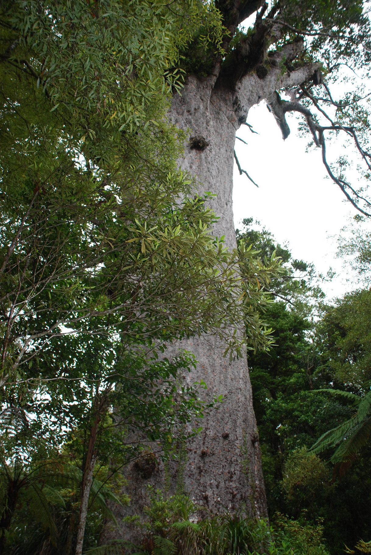 ... der älteste Kauri-Baum Neuseelands - ca. 2000 Jahre