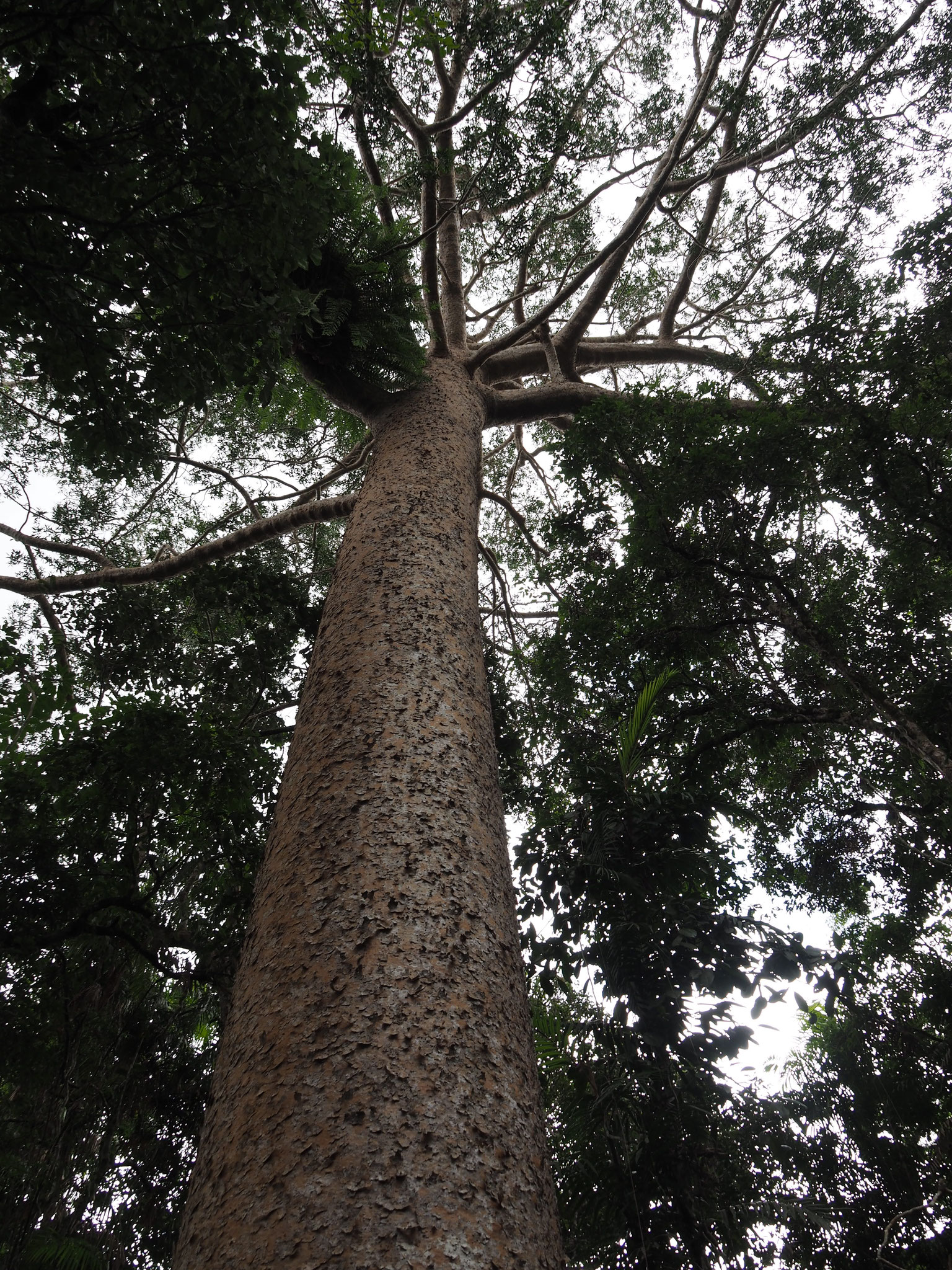 Kauri-Baum