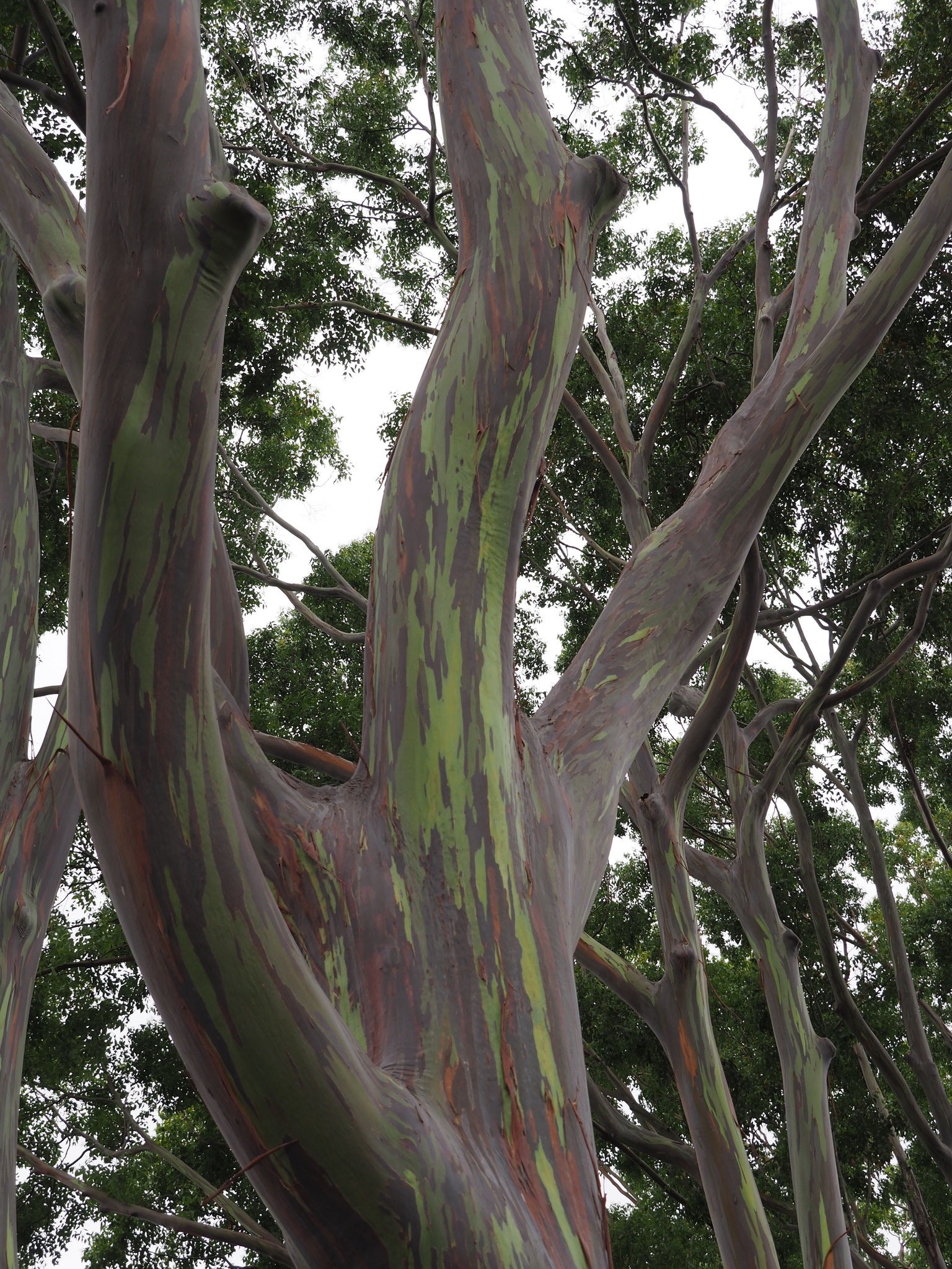 Regenbogen-Eukalyptus