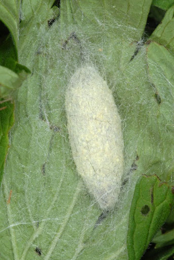 Пашкул на Пръстенотворка, Снимка: http://www.pyrgus.de/Malacosoma_neustria.html