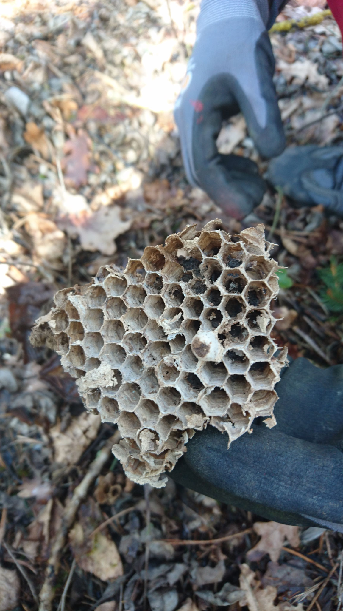 Bienennest im Meisenkasten. Foto-NABU Ilm-Kreis