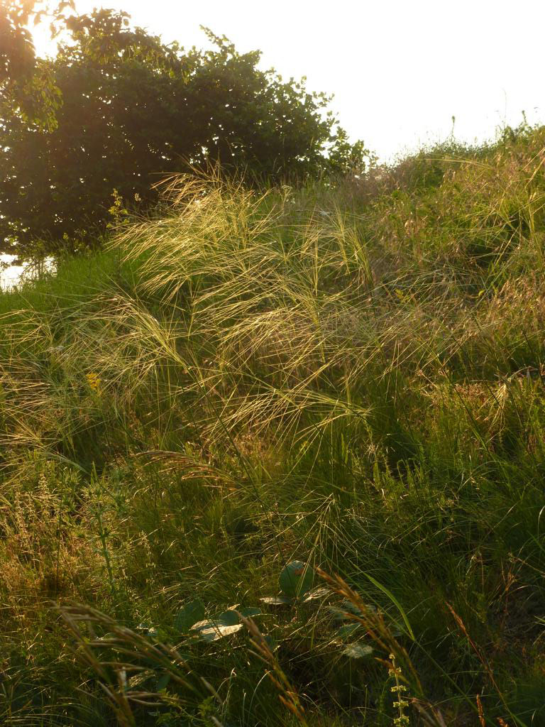 Das landesweit vom Aussterben bedrohte Haar-Pfriemengras (Stipa capillata). Foto: ÖNSA/M. Neßmann