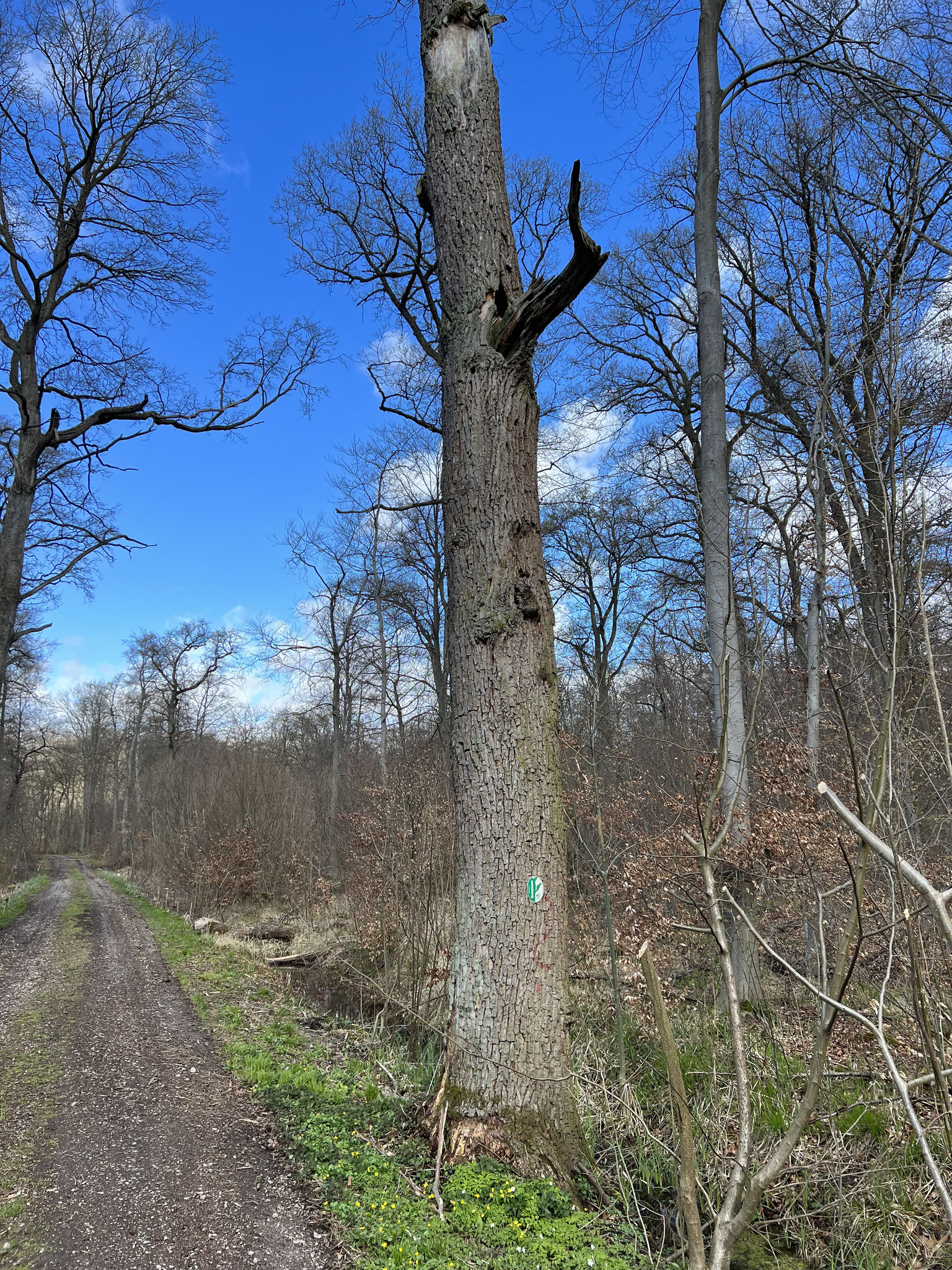 Ein gekennzeichneter Biotopbaum. Foto: ÖNSA/D. Burchardt