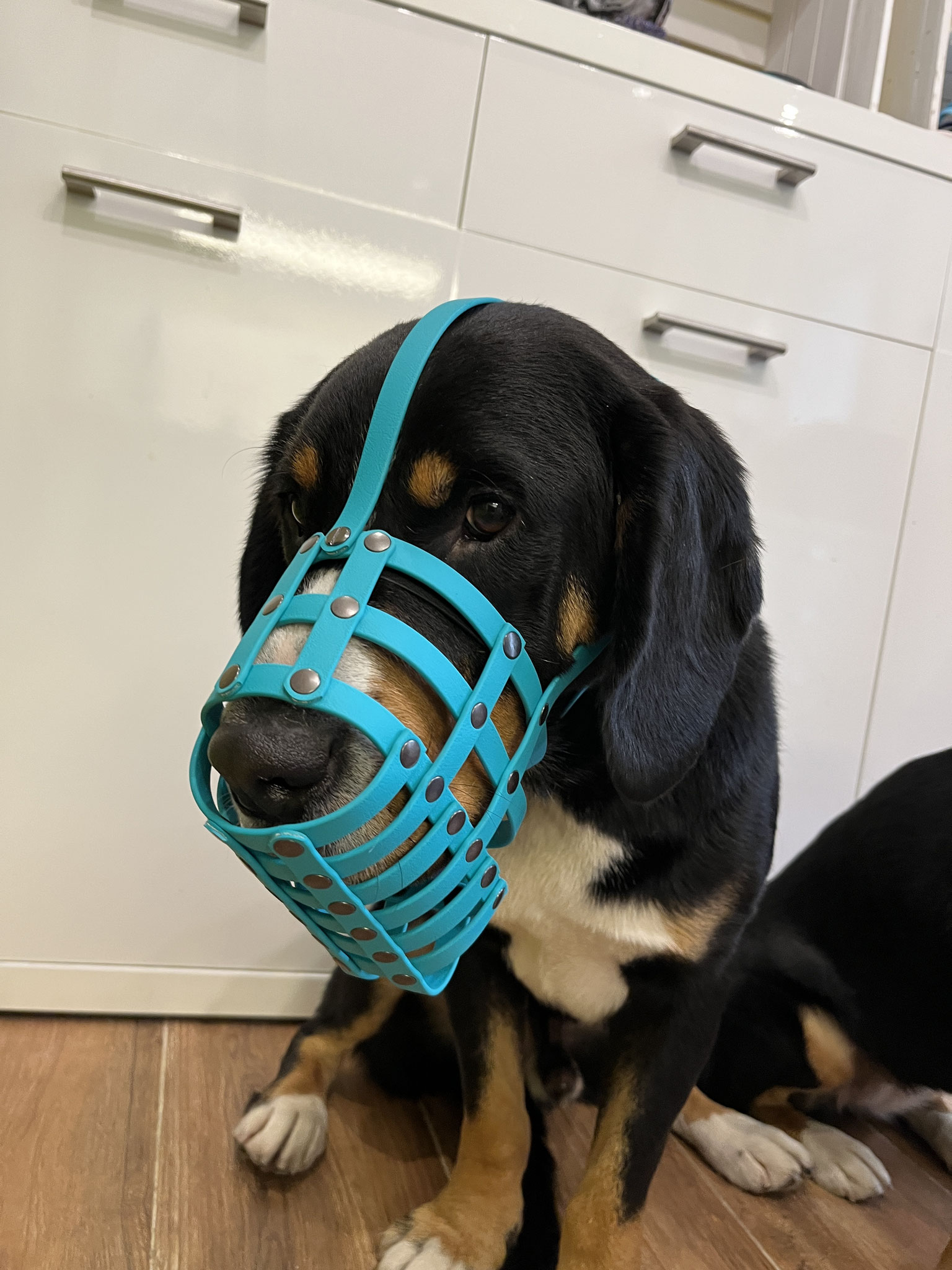 Entlebucher - Maulkorbwerkstatt