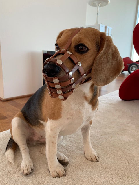 Maulkorb Gr. M - Maulkorbwerkstatt