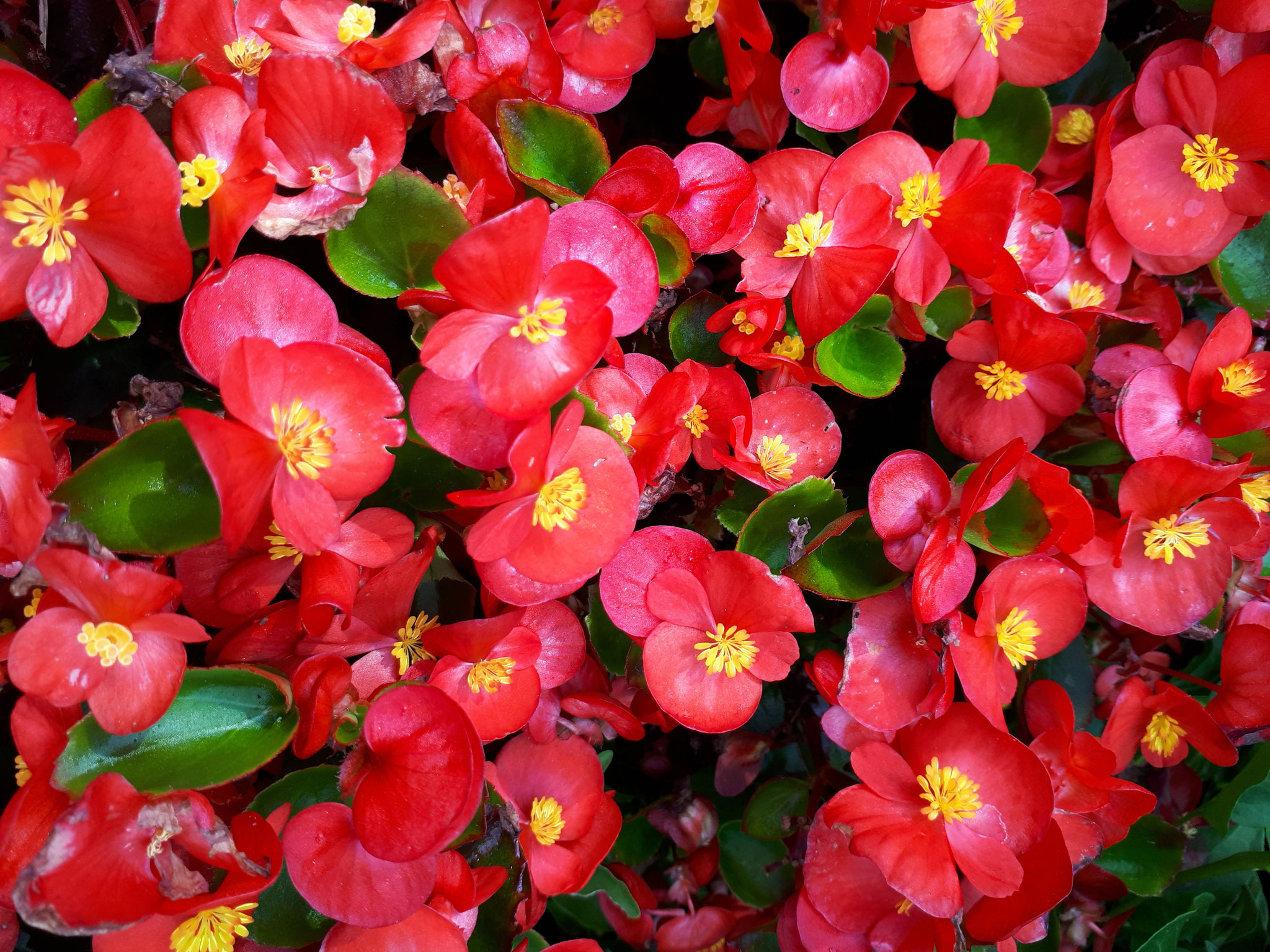 Begonia semperflorens - Ewige Liebe