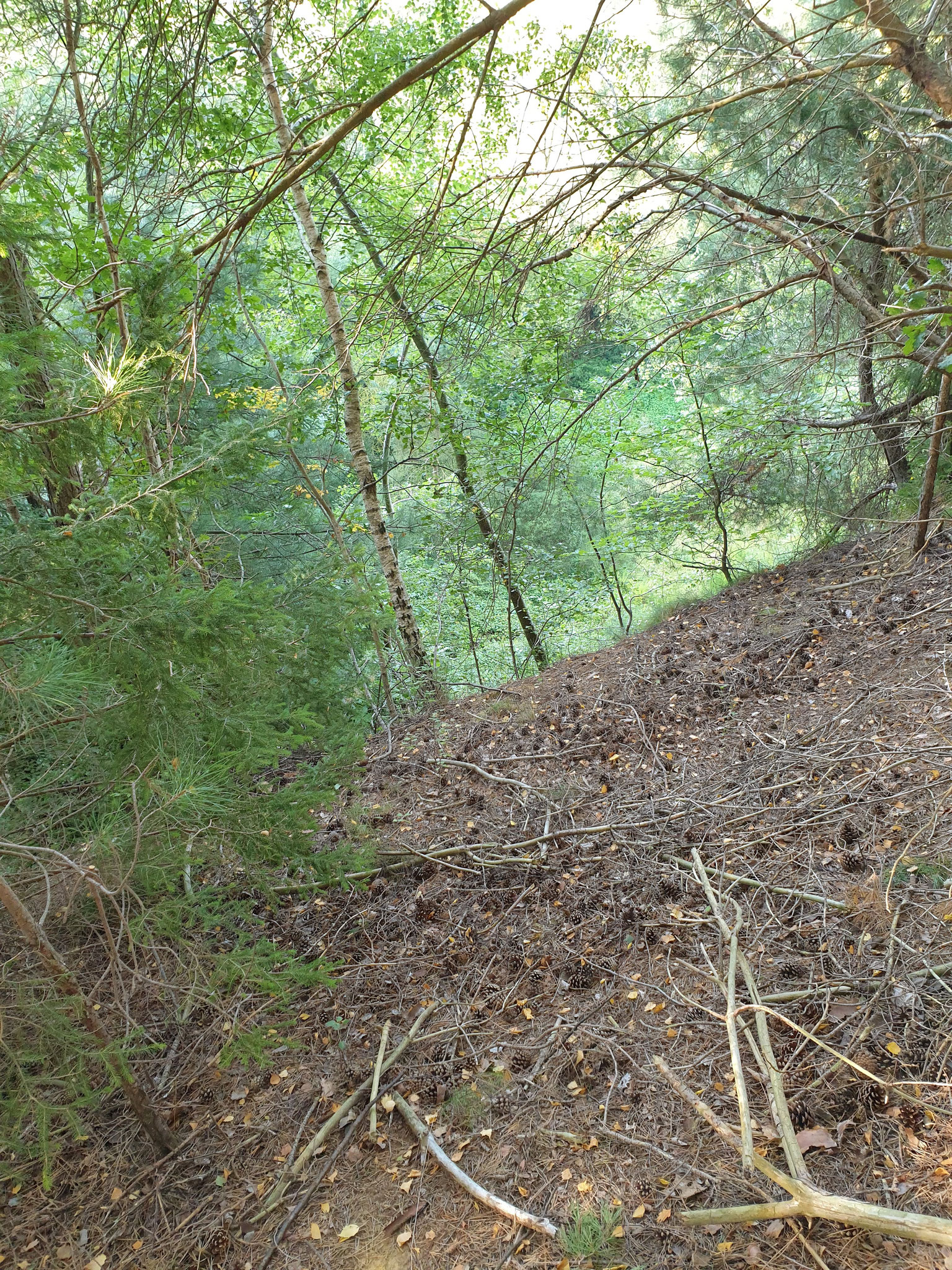 Vom Landgraben aus gegenüber Grenzstein 962