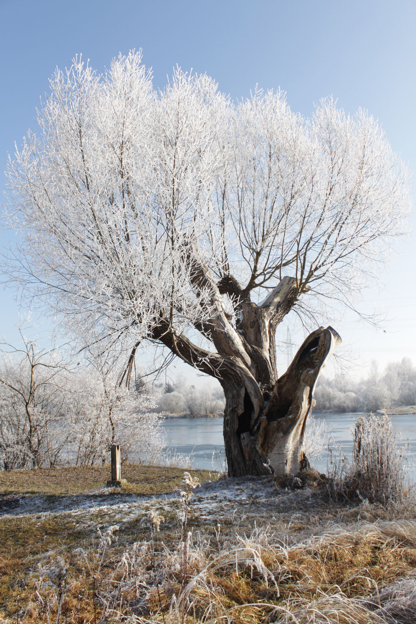 © RS, Winterweide, Böhmer Weiher