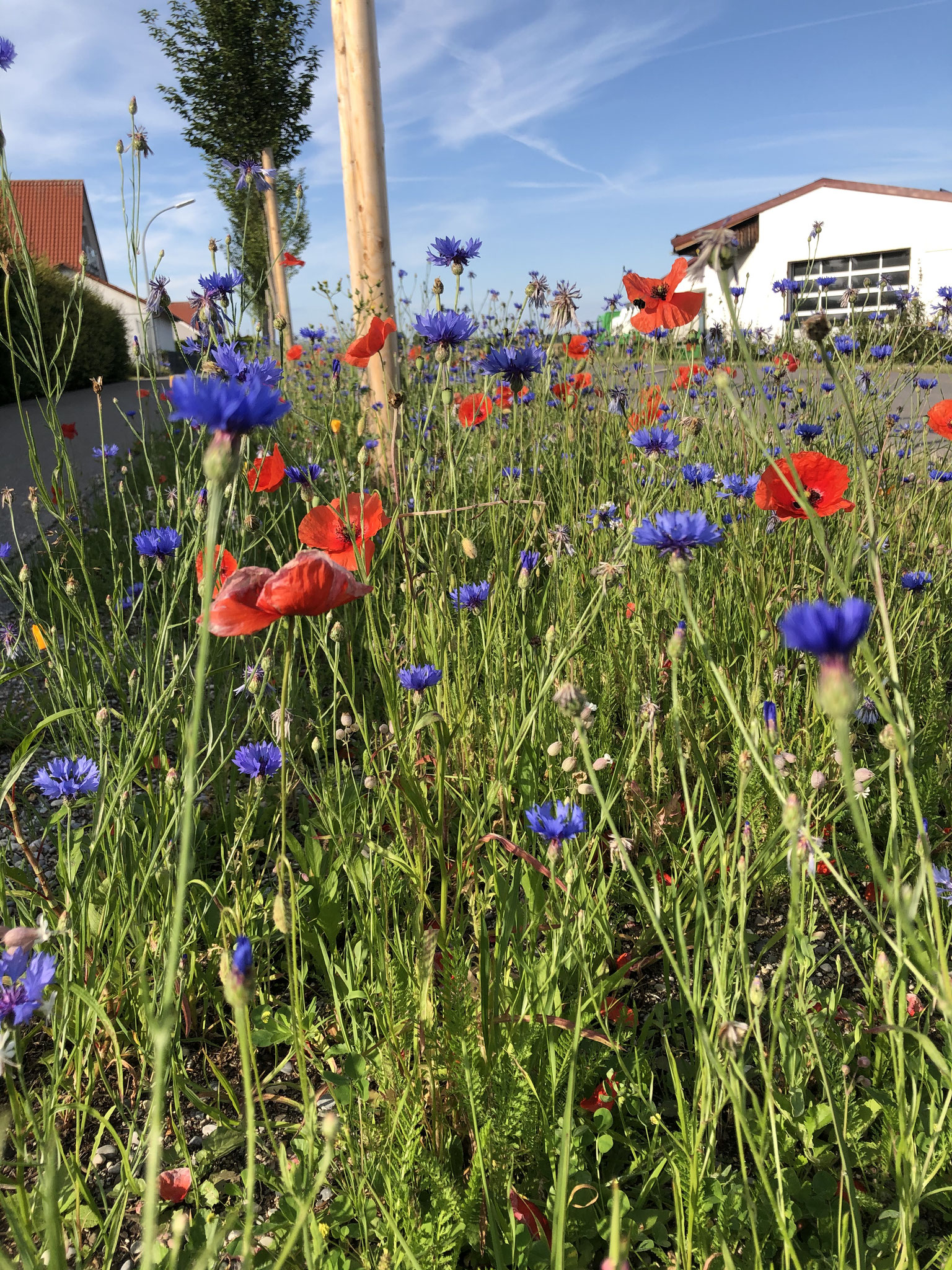 Blühfläche Moorenweis auf knapp 300m² Straßenbegleitgrün (C) Adreas Greif