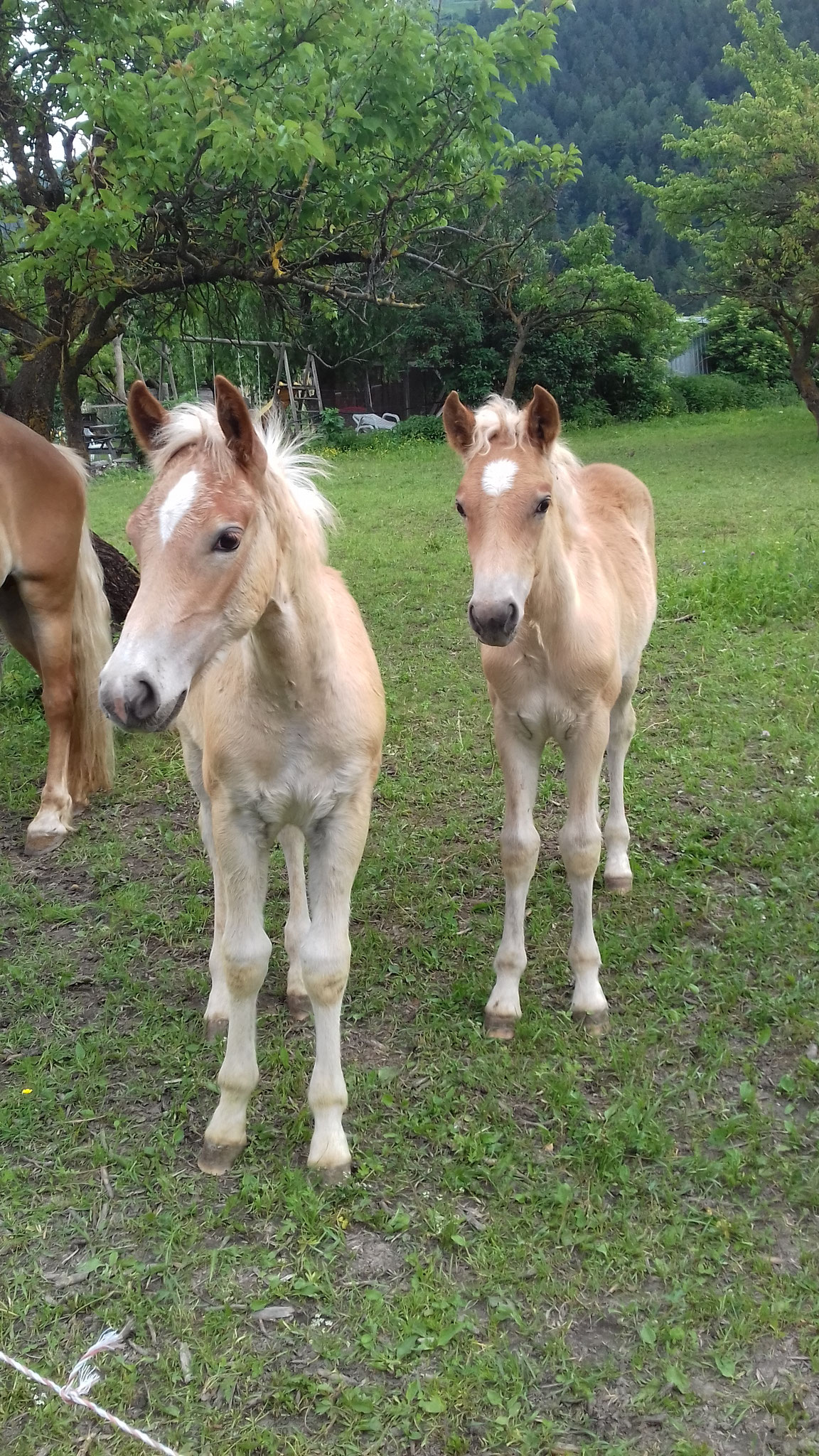 Basti und Billy