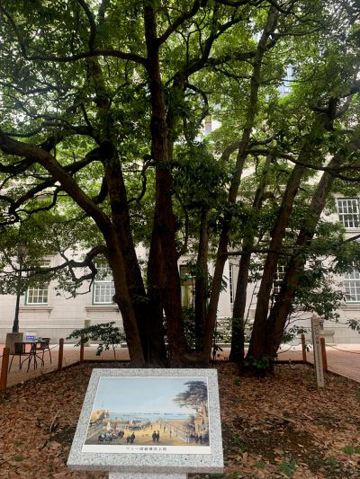 たまくすの木（横浜開港資料館中庭）
