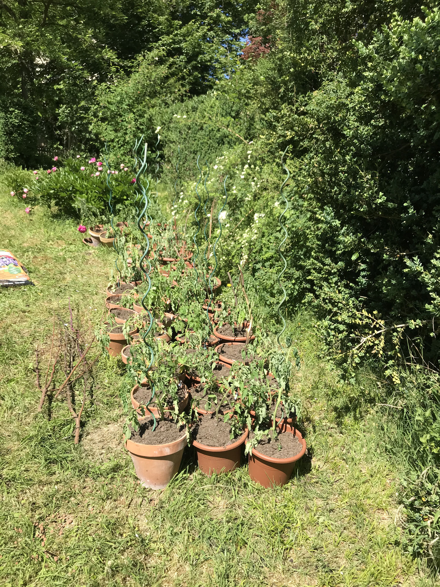 Umgetopfte Spezialitäten Tomaten (dieses Jahr nicht selbst gezogen wegen Grossumzug)