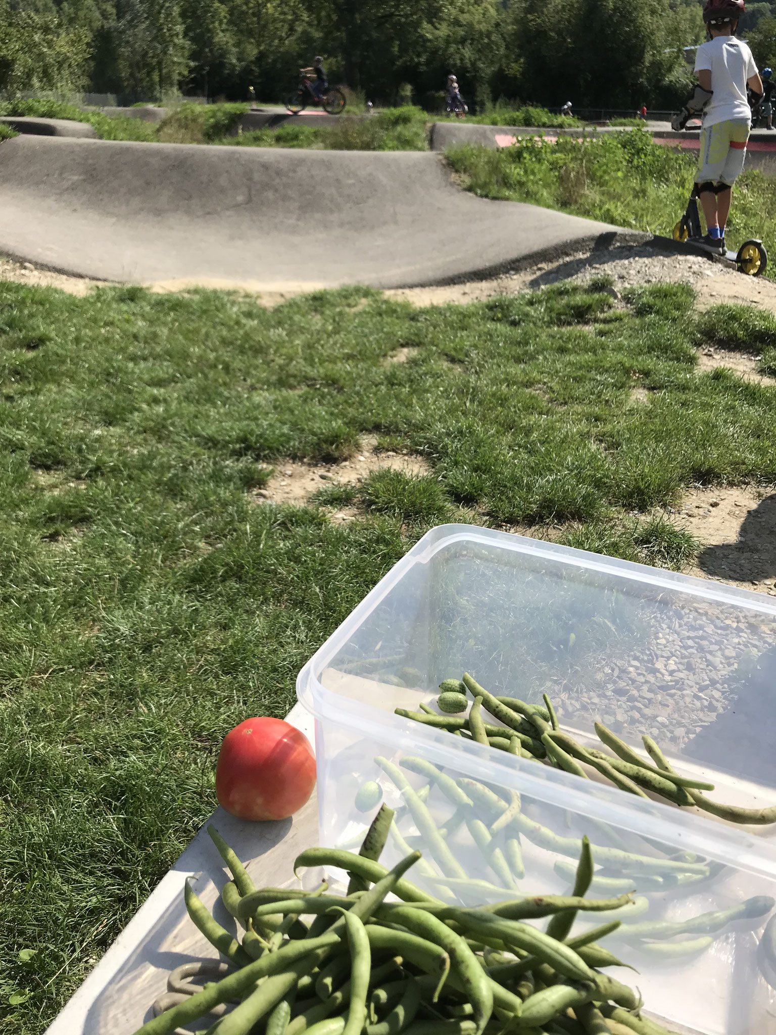 Stangenbohnen Fädlä beim Pumptrack 