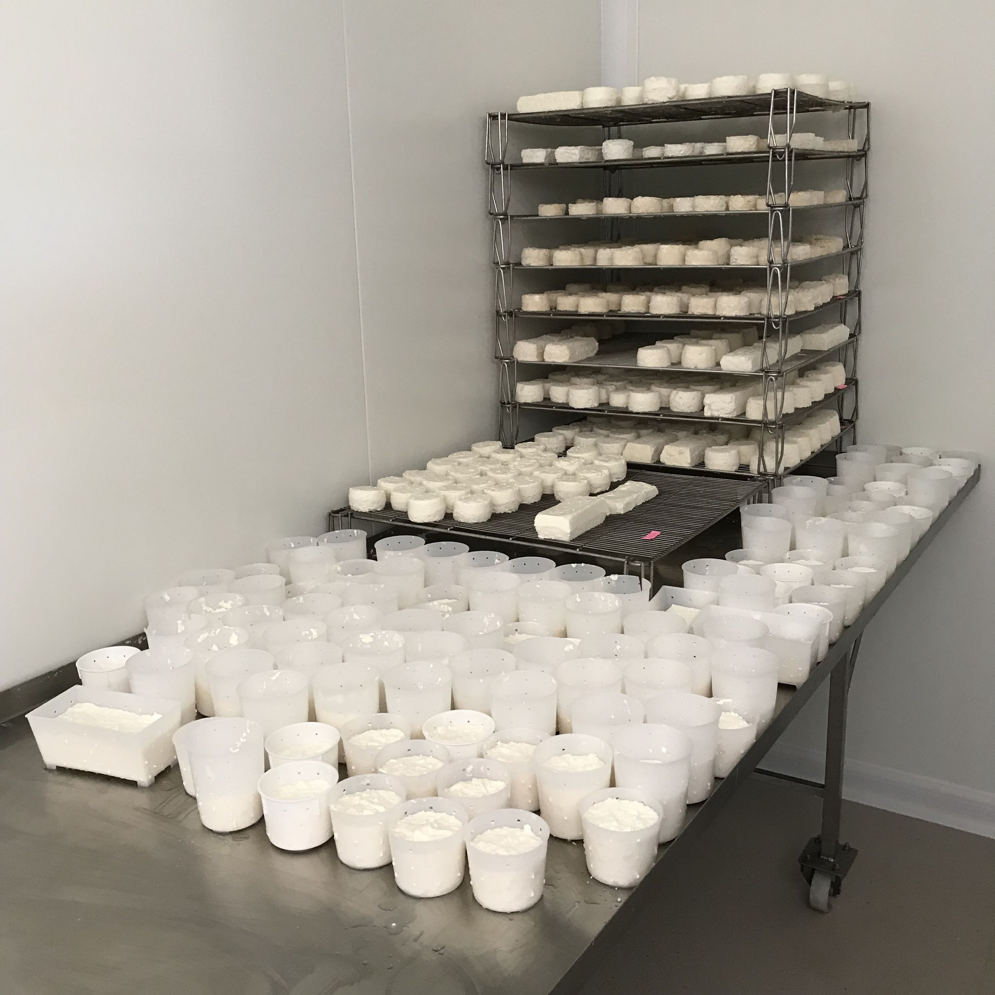 TABLE D' ÉGOUTTAGE DES FROMAGES