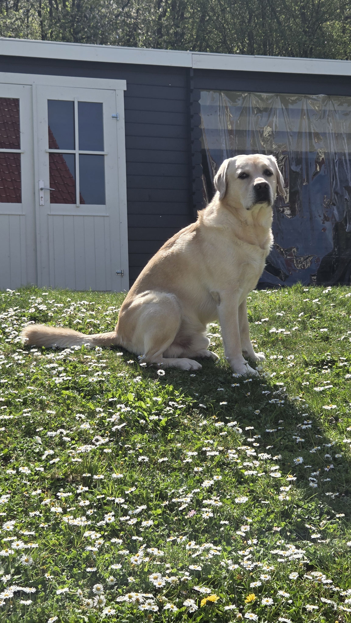 MERLIN