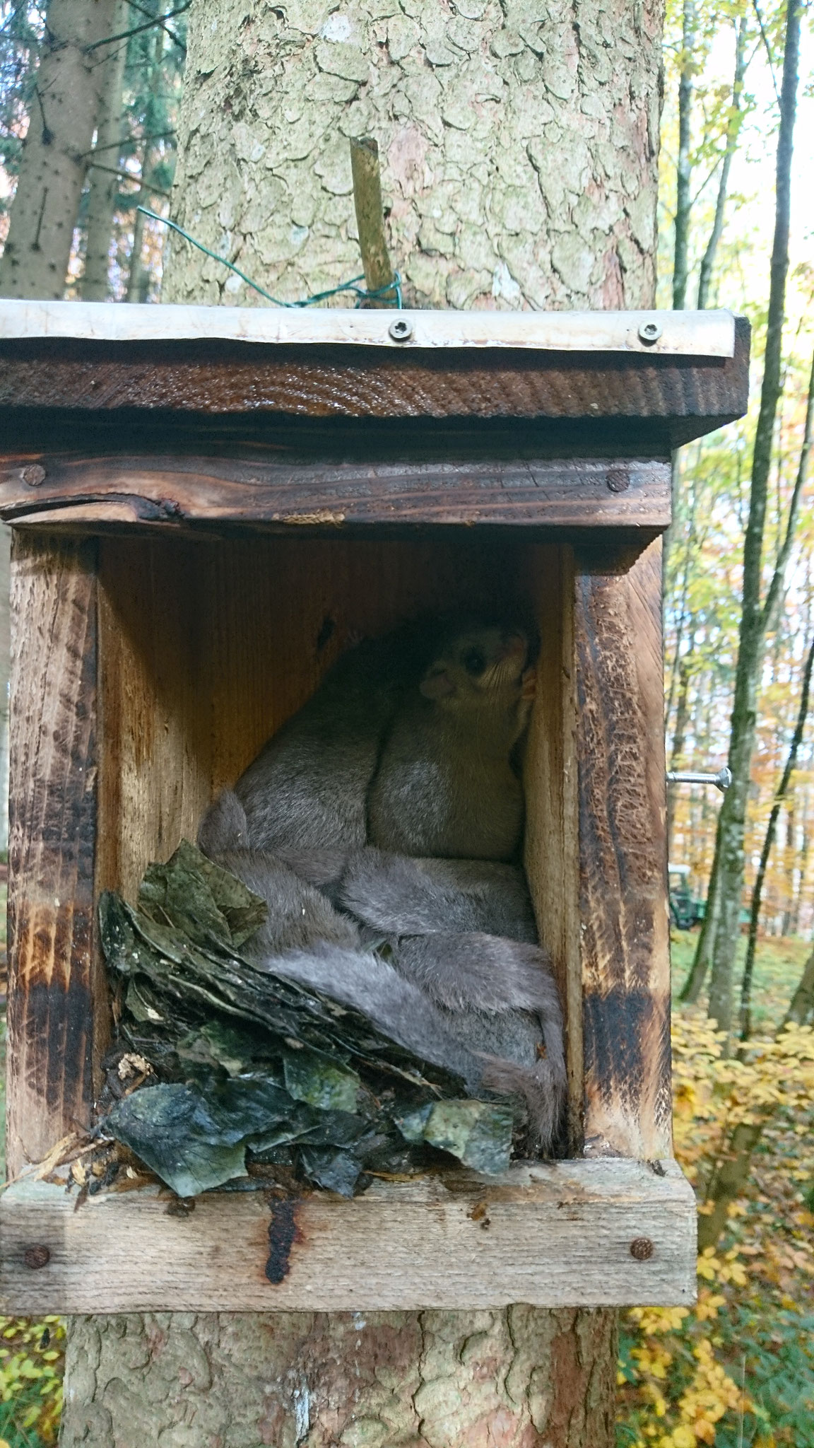 Siebenschläfer im Holzkasten