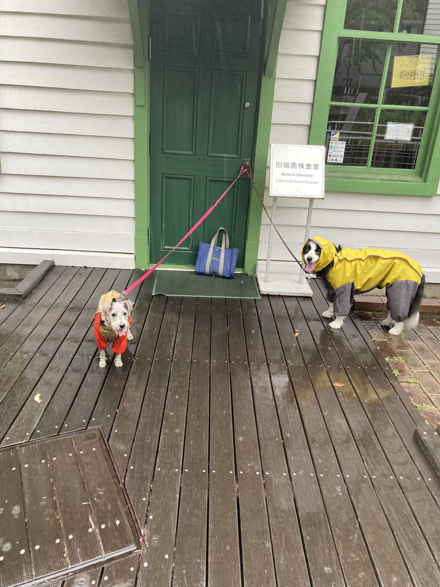 雨の散歩も愉しんで歩こう！