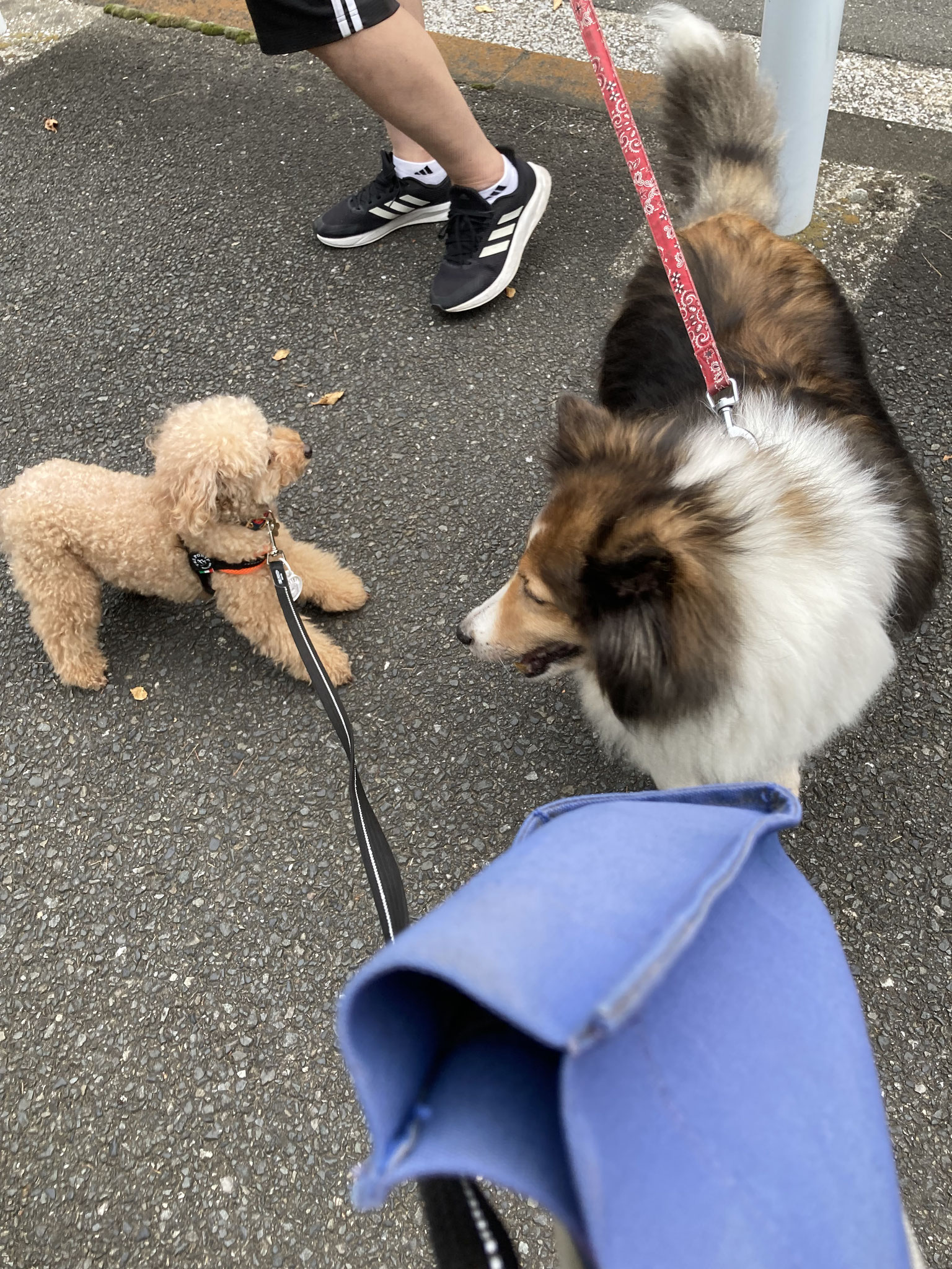 公園でお友達にご挨拶上手くできたね❣