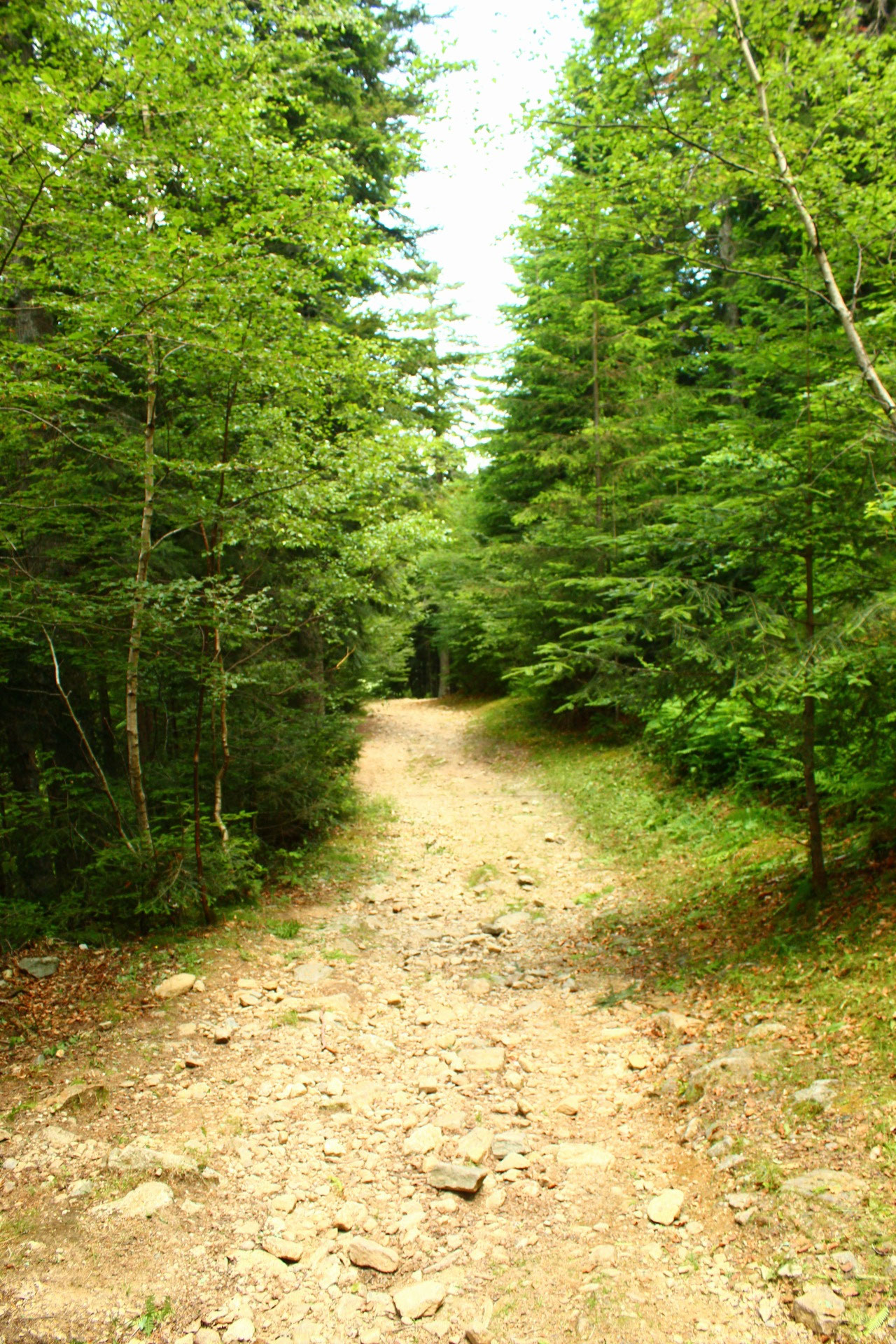 Entretien de sentier et talus