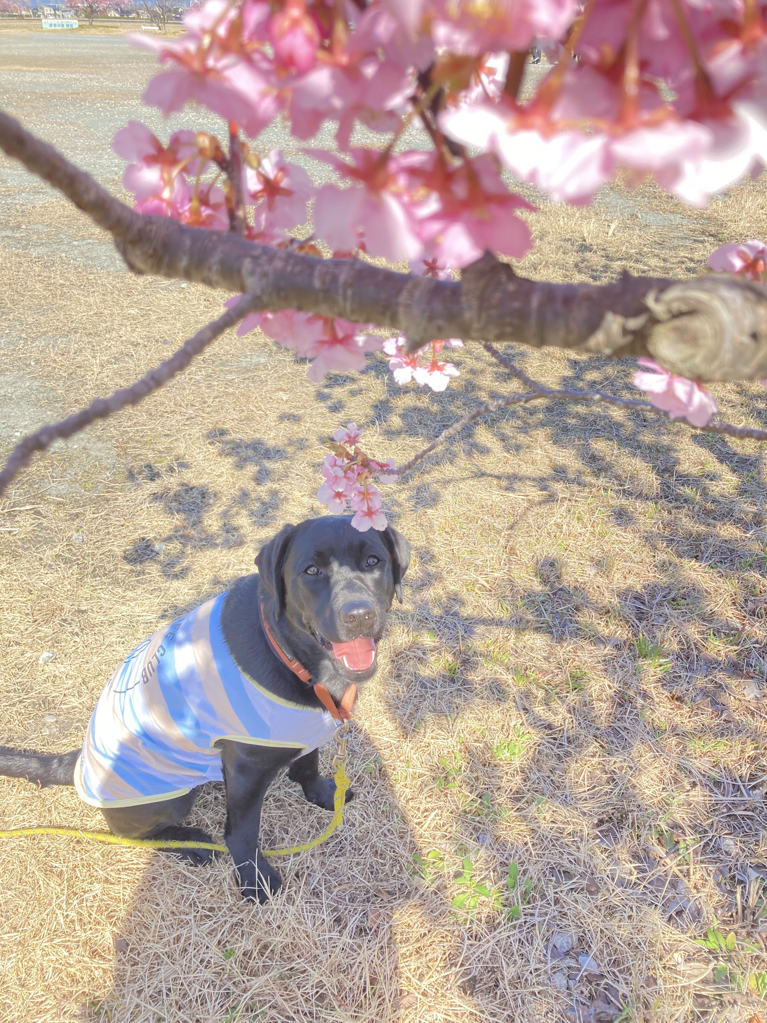 静岡県のライちゃん。　河津桜とツーショット　ドリーっ子パピーズ　２歳誕生日おめでとう！！！