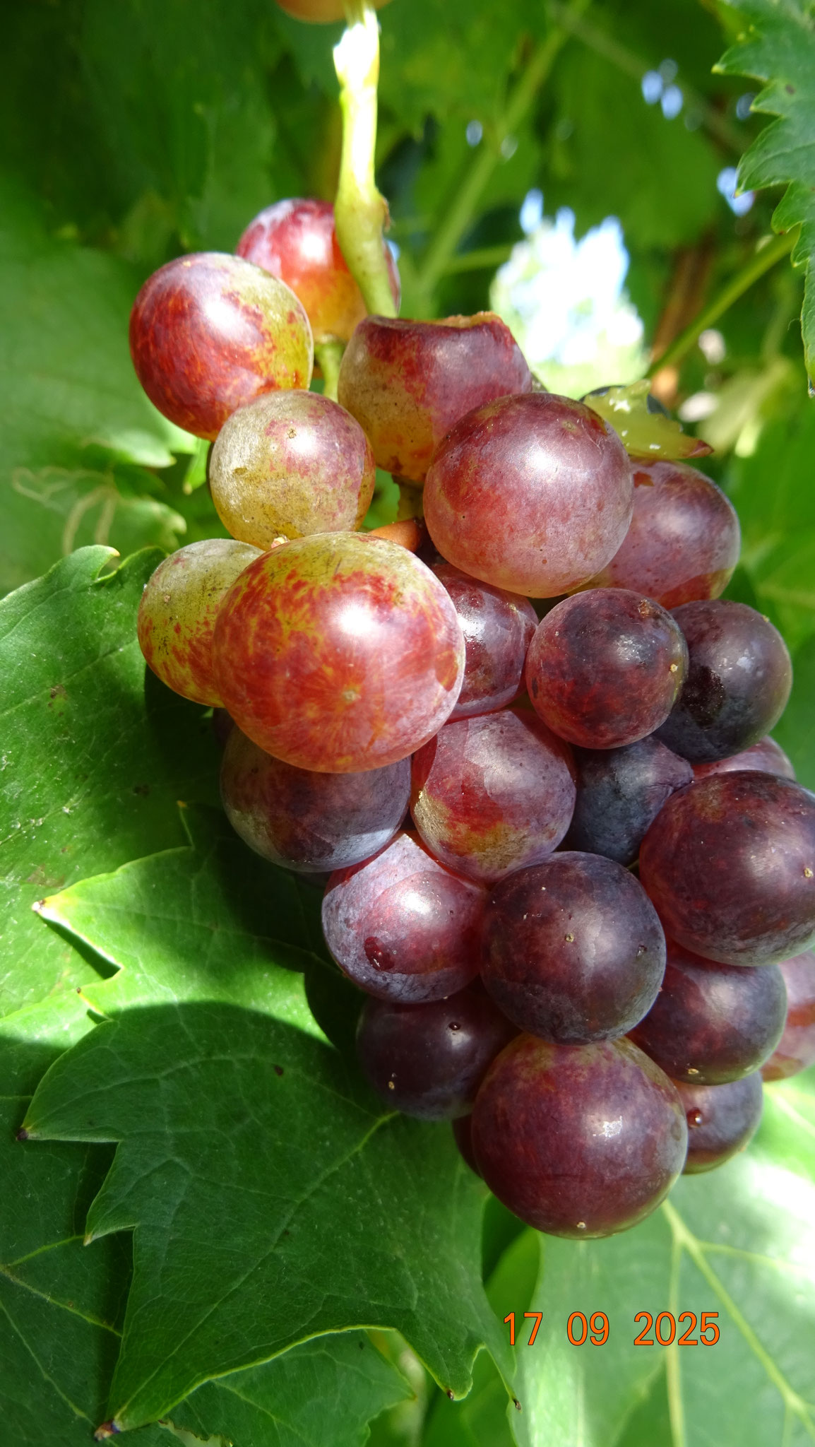 Rosenmuskateller