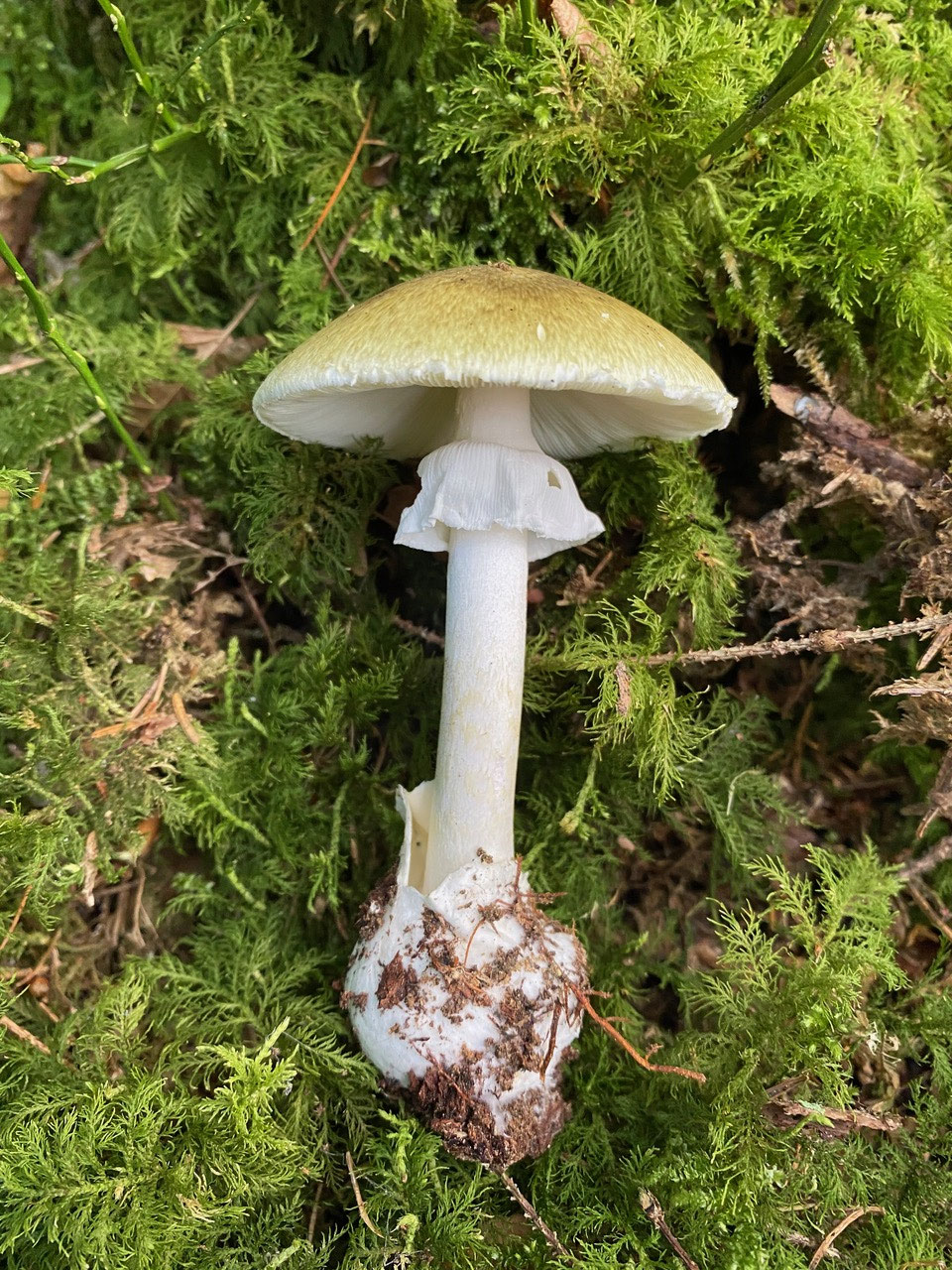 Grüner Knollenblätterpilz
