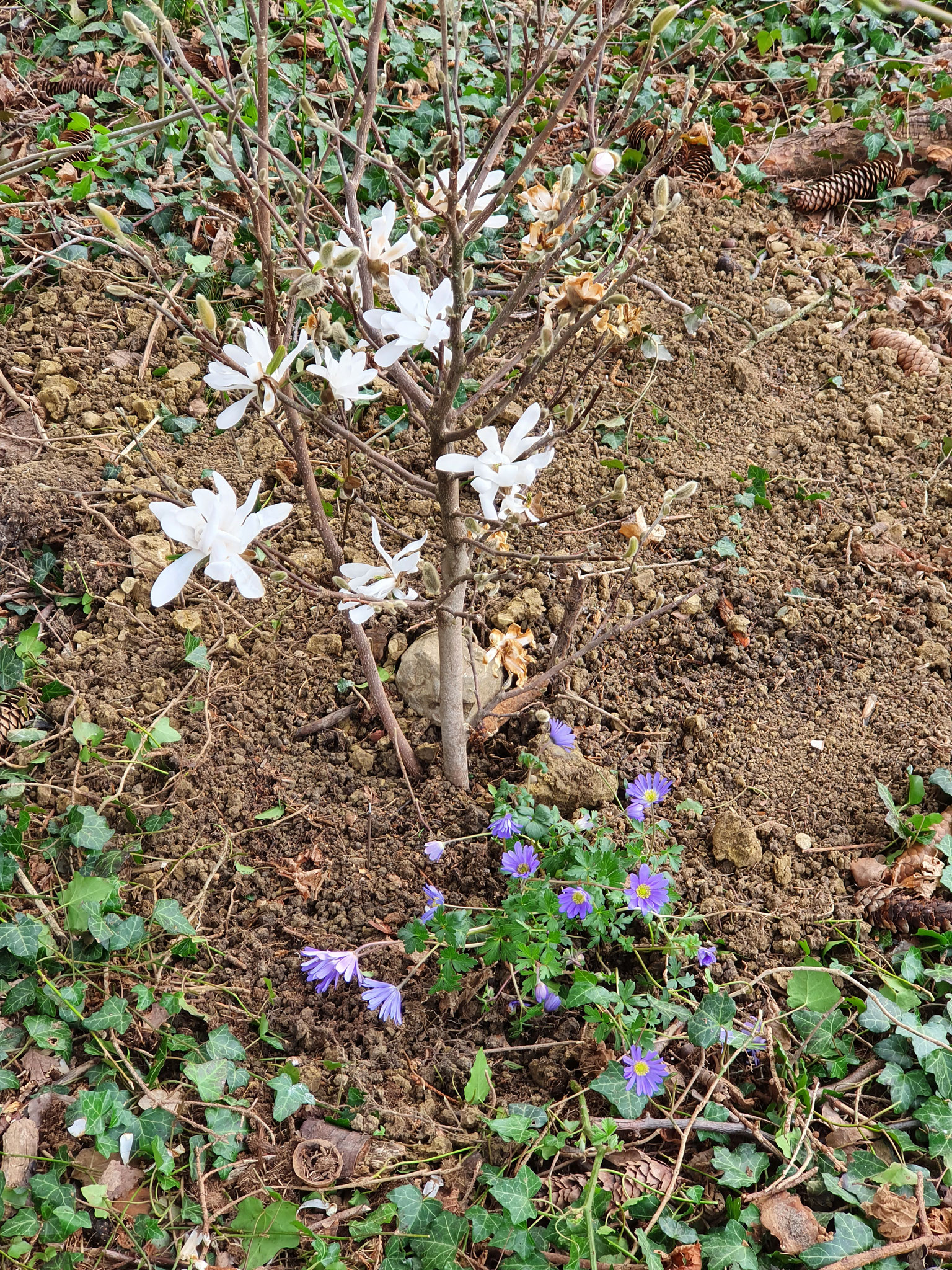 29.03. Sanssouci haben wir erlöst. Sie liegt nun unter der Stern-Magnolie im Garten