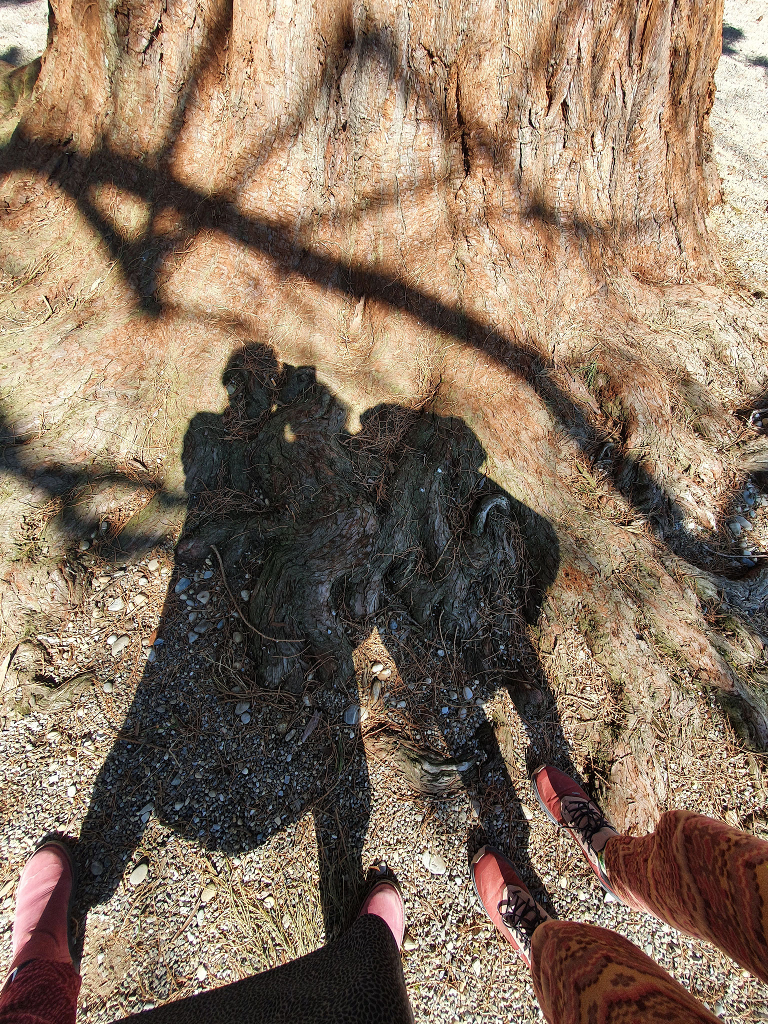 22.03. Silvana und Monika (eine WG-Interessierte) als Schattenbild beim Mammutbaum