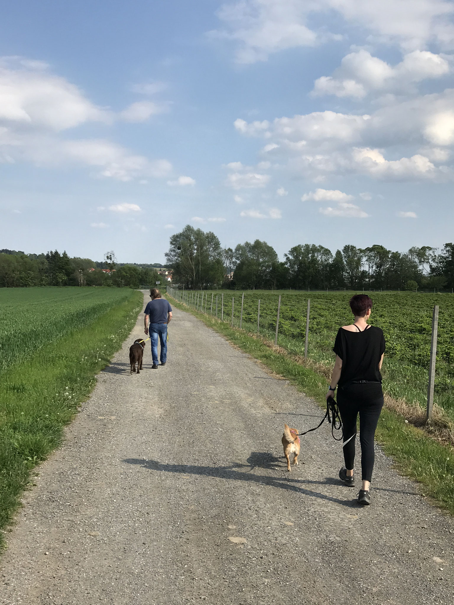 Social Walk Hundetraining für deinen alltagsfitten Hund!