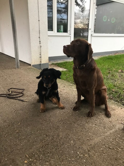Das ist Paulas neuer Freund Loko