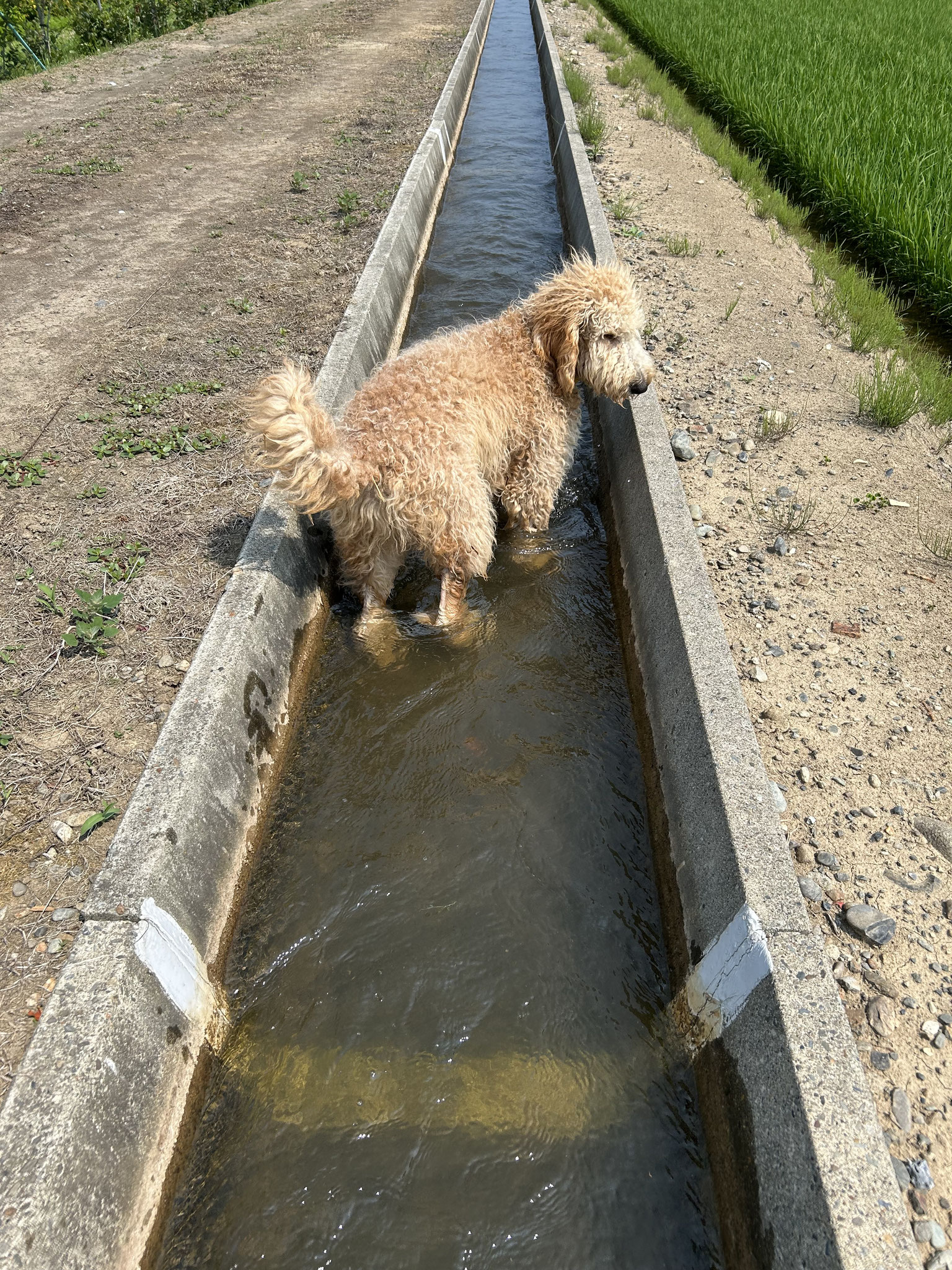 水路で水遊び！初デビュー