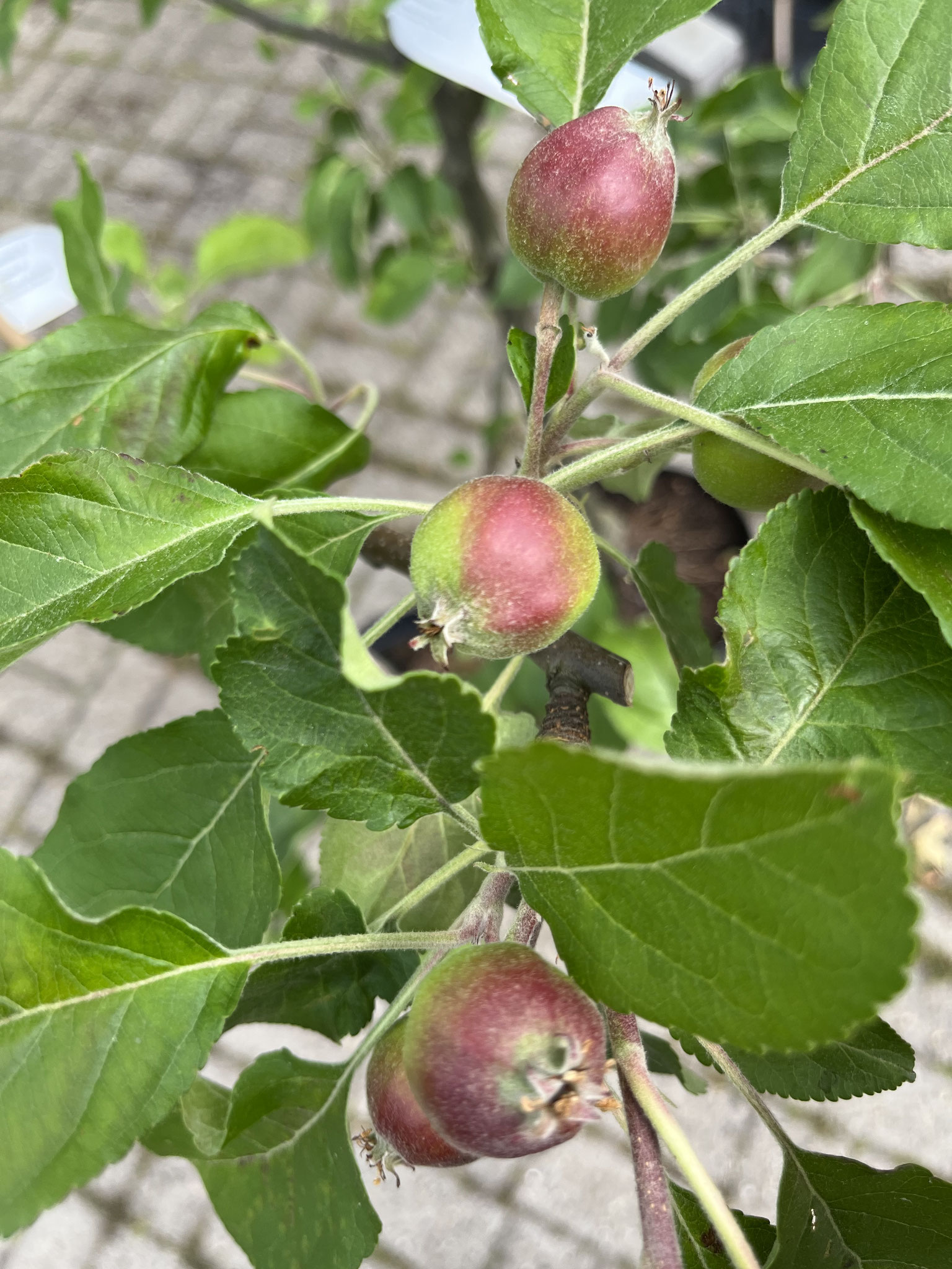 Baum- Niemann Obst & Georg - Rosenschulen Unser