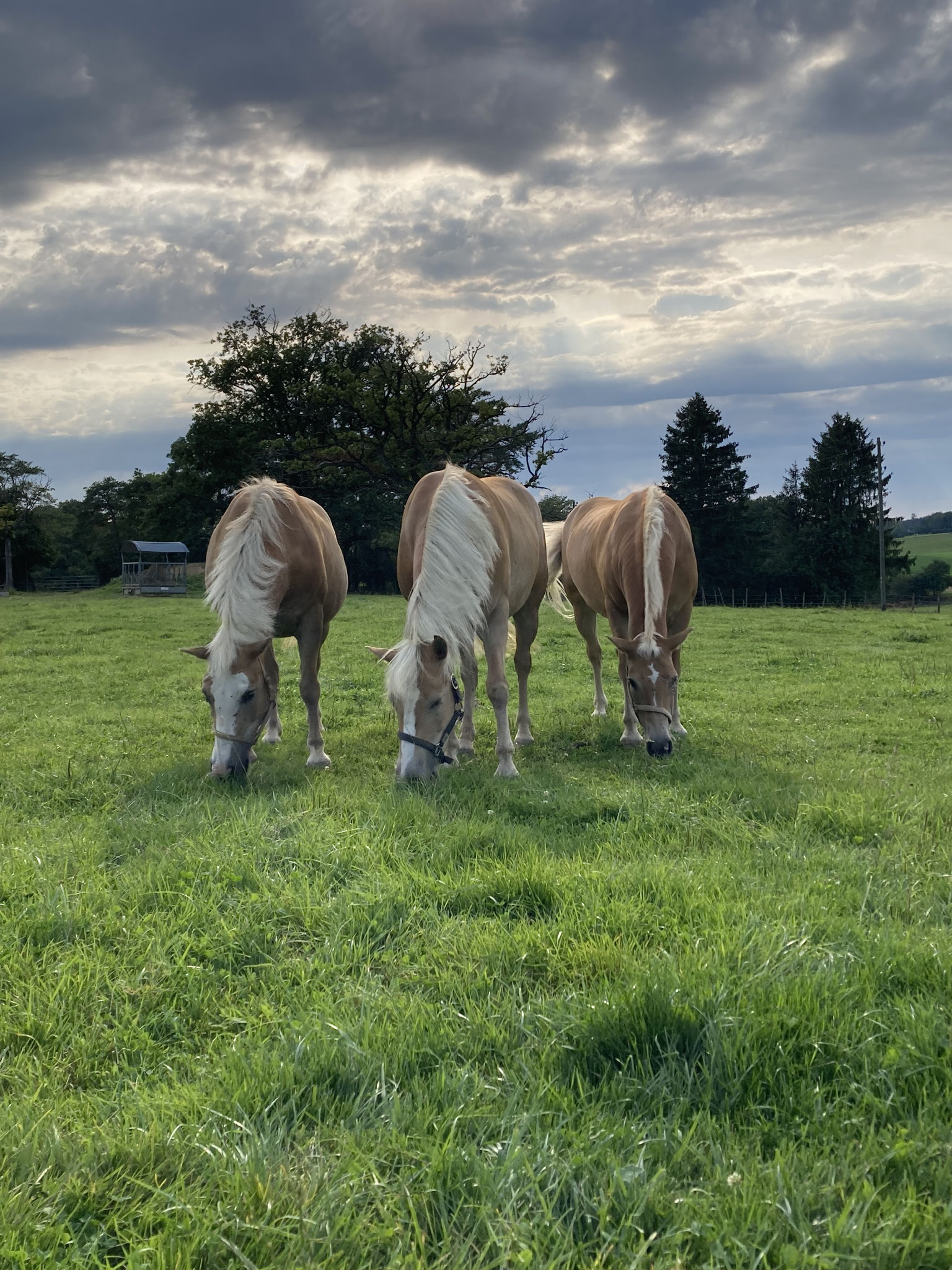 Alissa, Amira und Altesse geniessen den Weidegang.