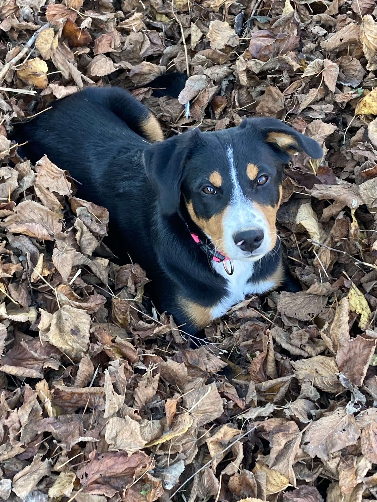 Hofhund Luna