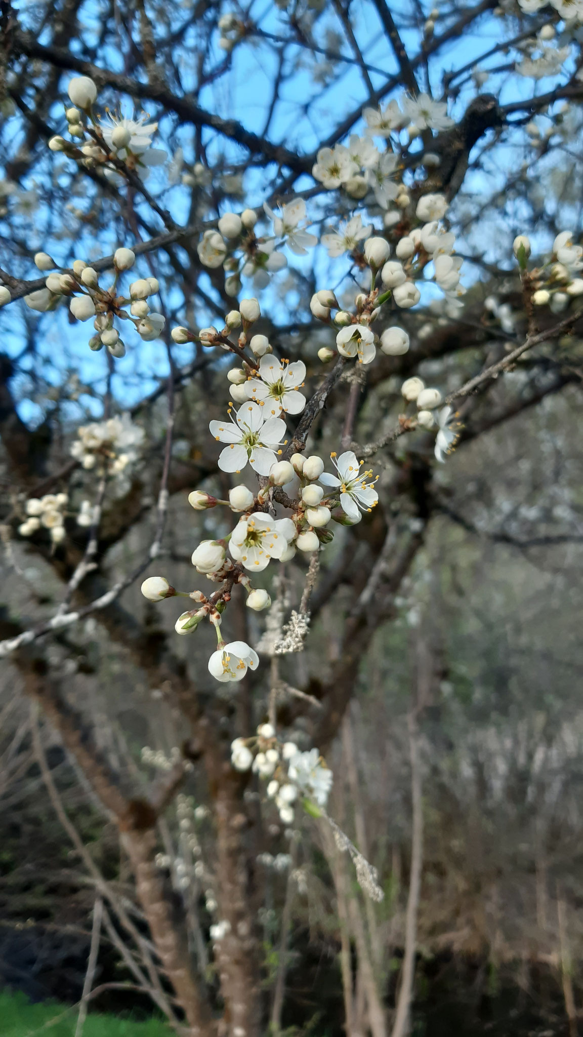 Wildpflaumenblüten