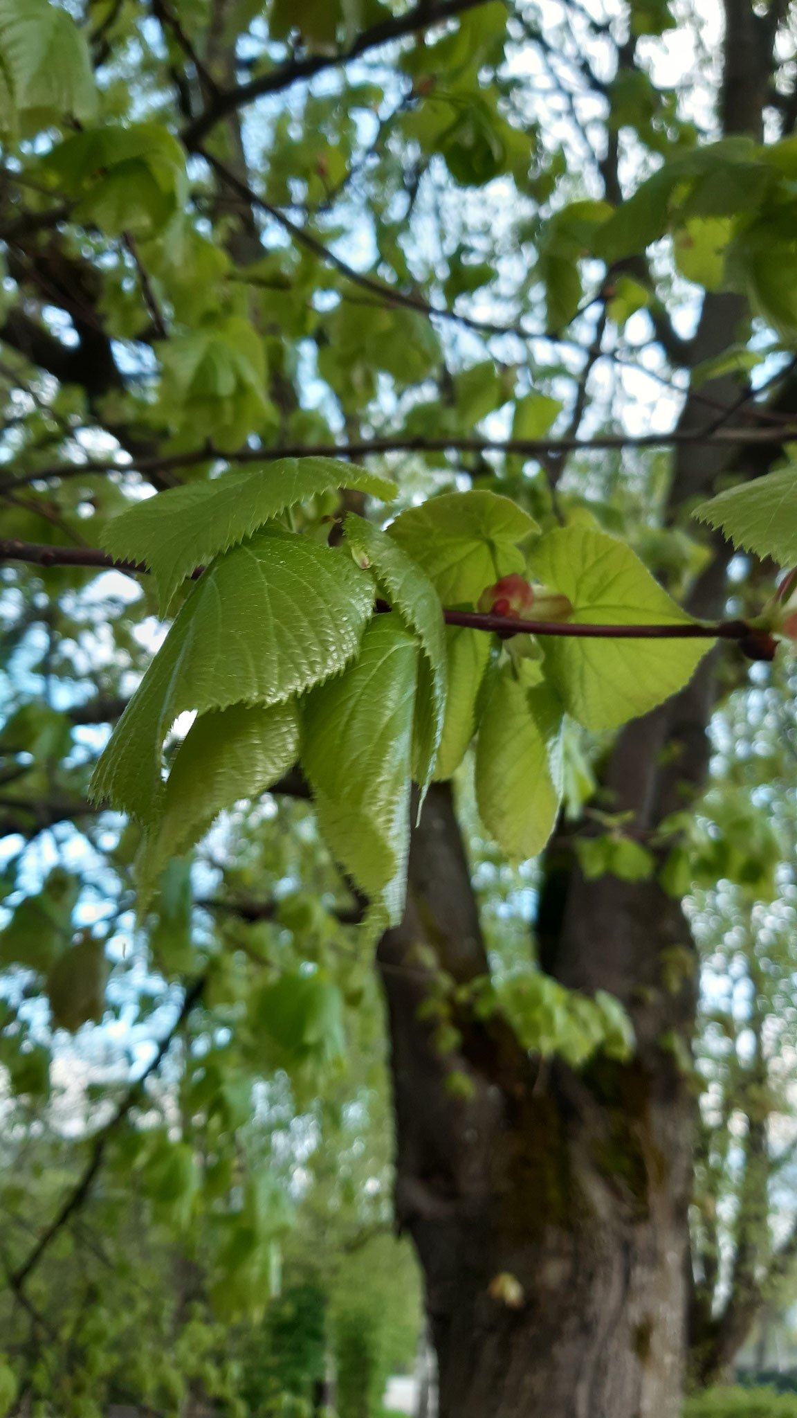 junge Lindenblätter, die rötlichen Knospenblätter sind noch zu sehen