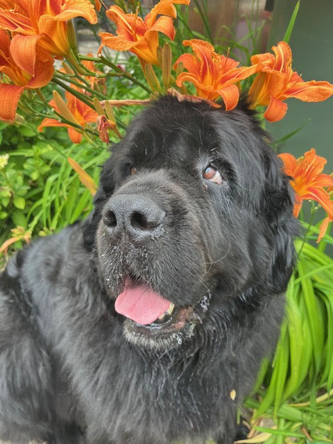 Ava