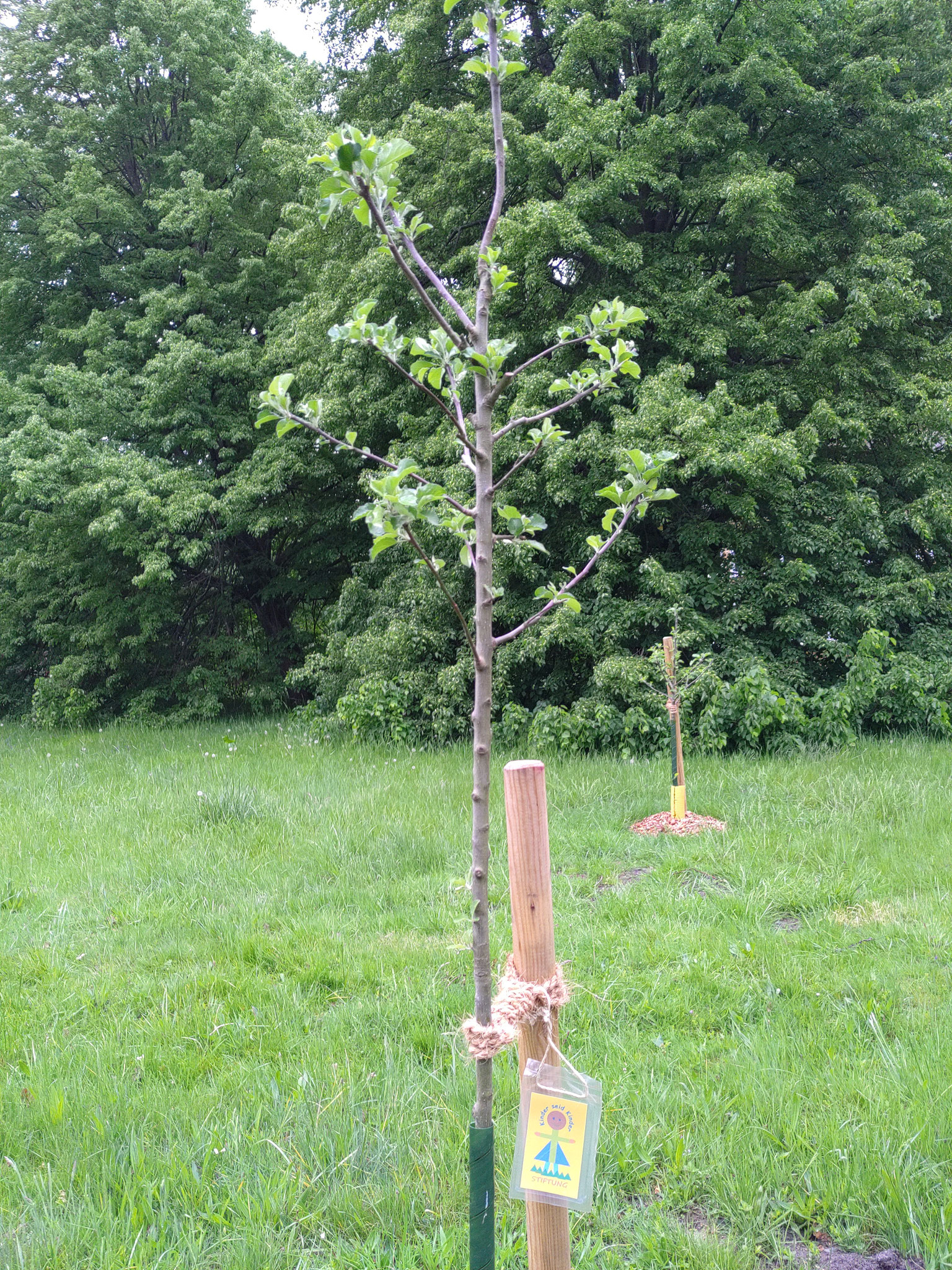 Unser Ahap Apfelbaum