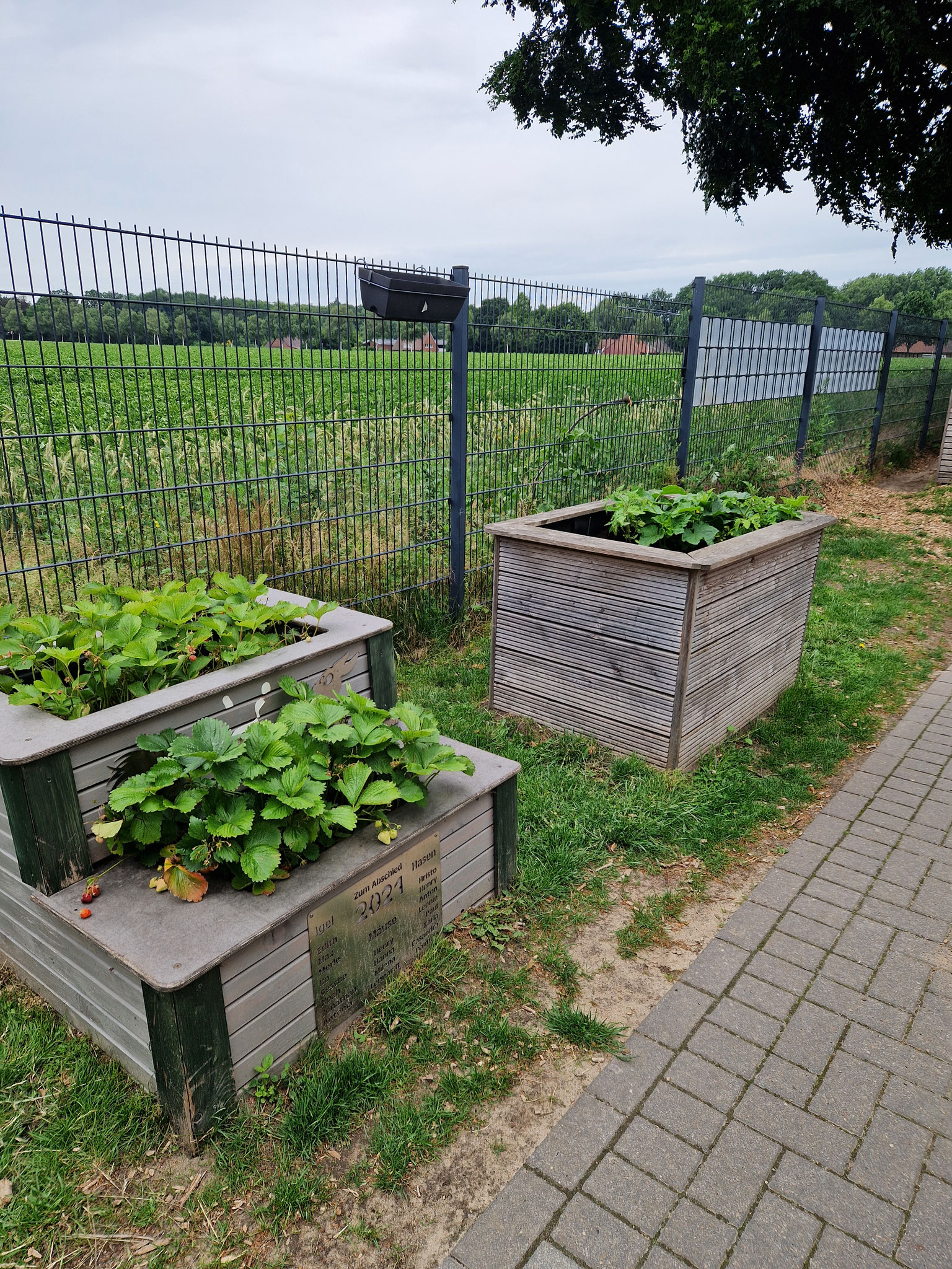 Hier gibt es Erdbeeren und Gemüse.