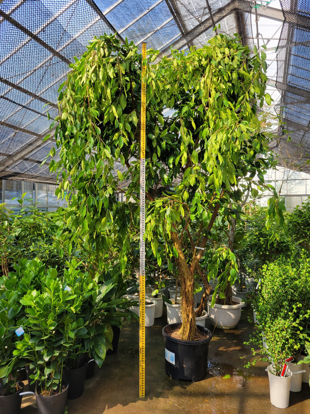 巨大フィカス ストリクタ - 鉢物・観葉植物・花・樹木などの卸売