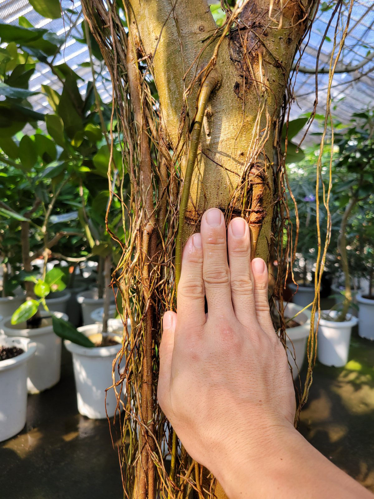 巨大フィカス ストリクタ - 鉢物・観葉植物・花・樹木などの卸売