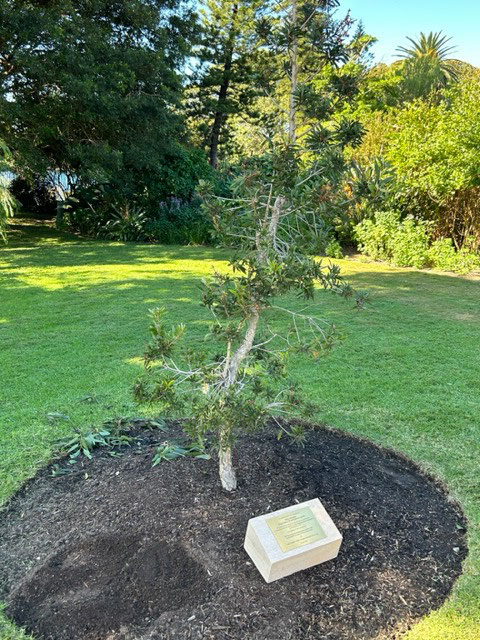 Melaleuca sapling (paper bark) cutting from tree planted by Queen Elizabeth in 1954