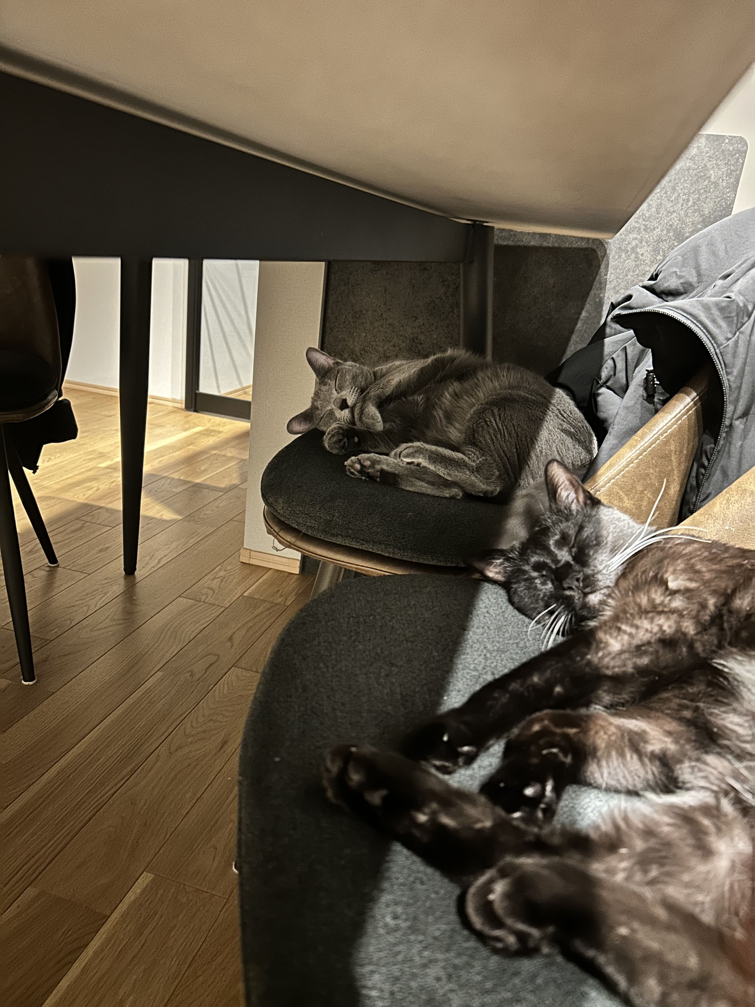 むーちょ　最近は先住猫の性格が穏やかになってきてとっても仲良くしてます♡　3/2