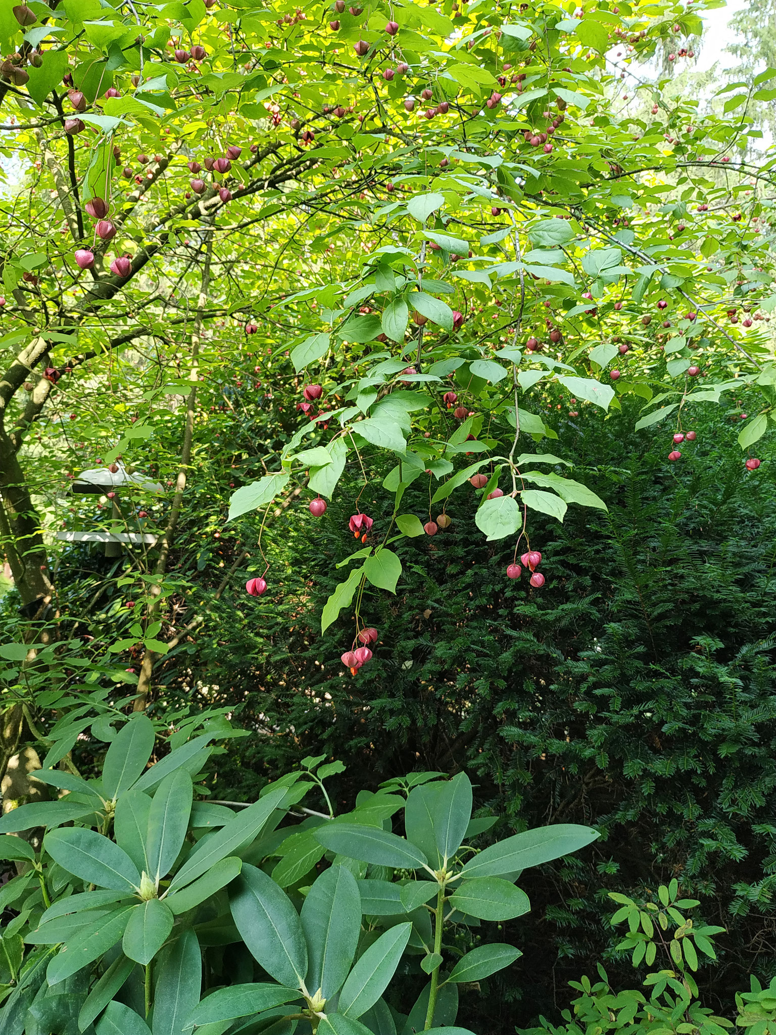 KORFMACHERS GARTENFIBEL Peter Korfmacher Gartengestaltung www