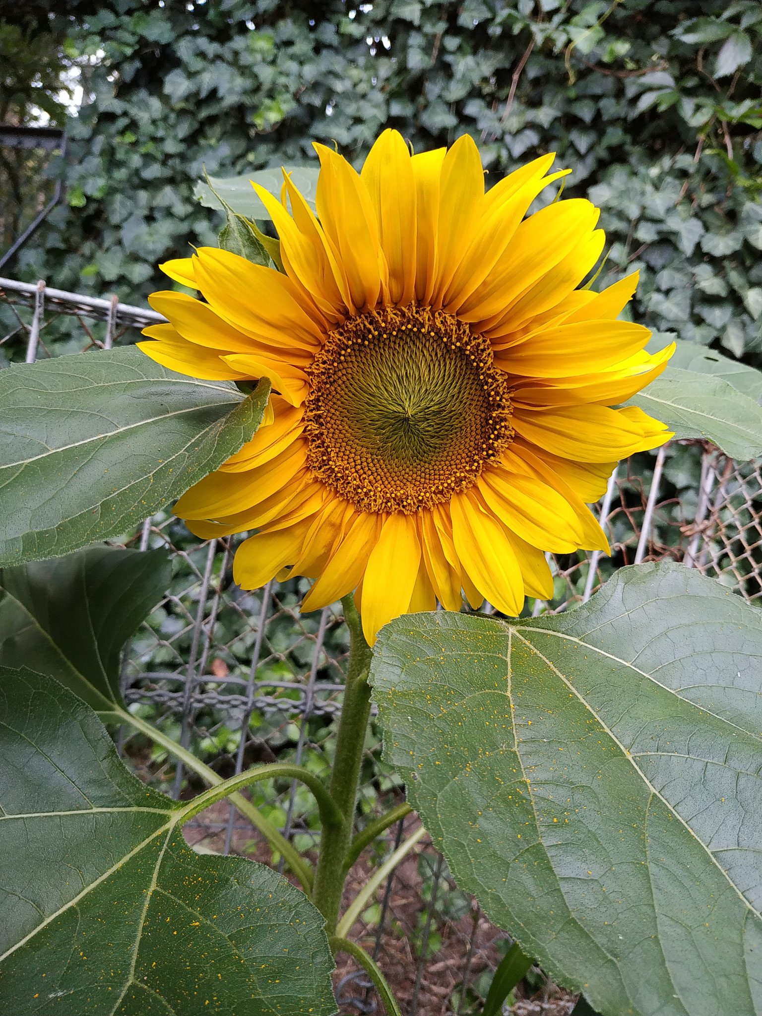 Sonnenblume im Korfmacher Garten.