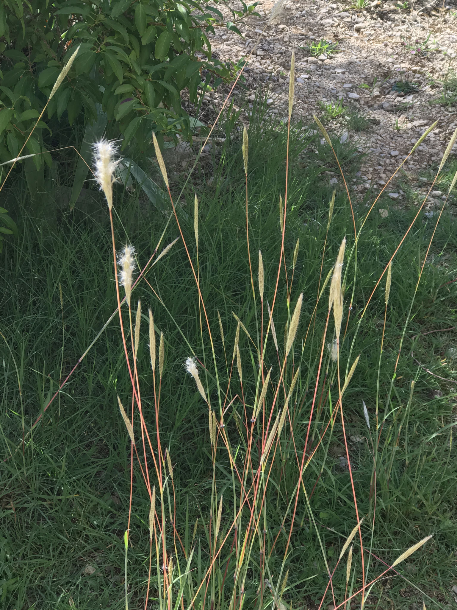 Bothriochloa barbinodis 2 (Barbon velu)