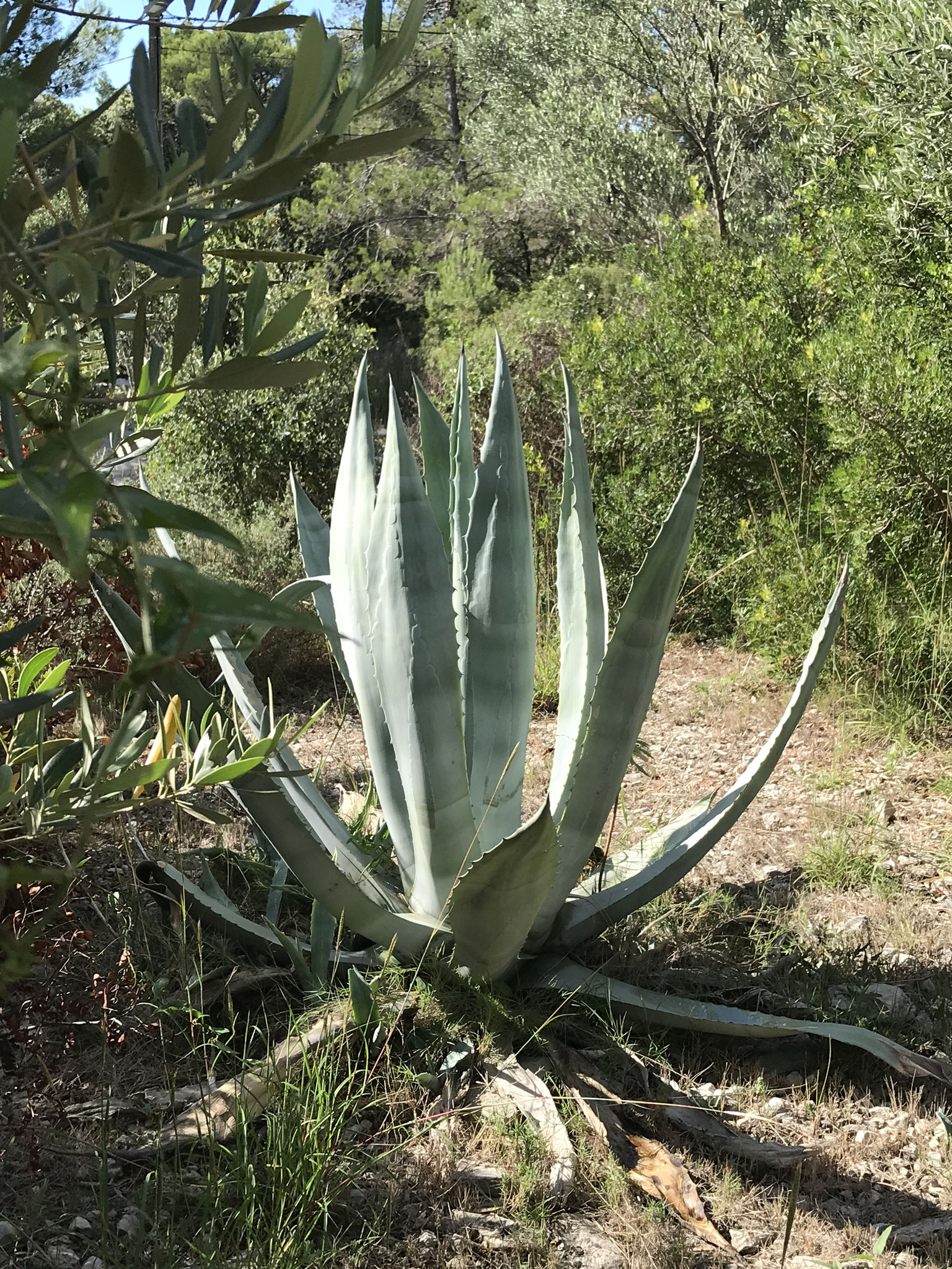 Agave americana (Agave d'Amérique)