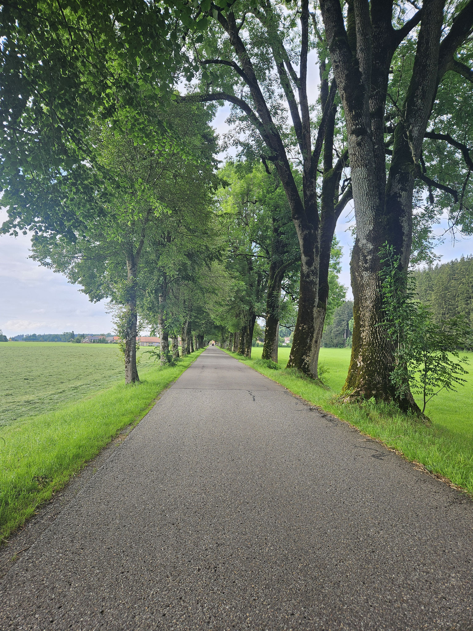 Allee von Rimpach nach Friesenhofen.